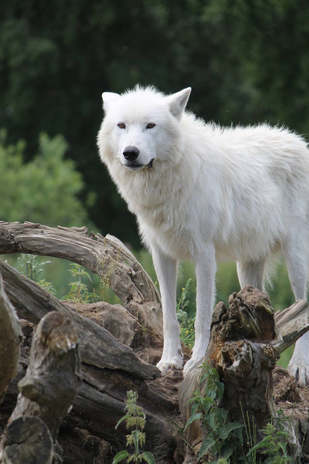 North-America - "Arctic wolf"