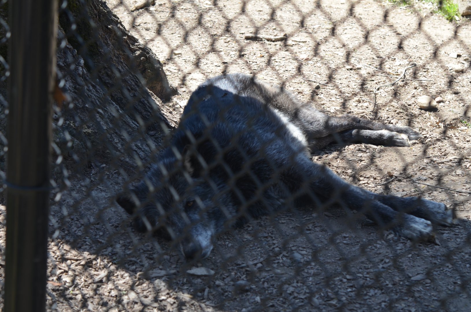 North America Area - Timber Wolf