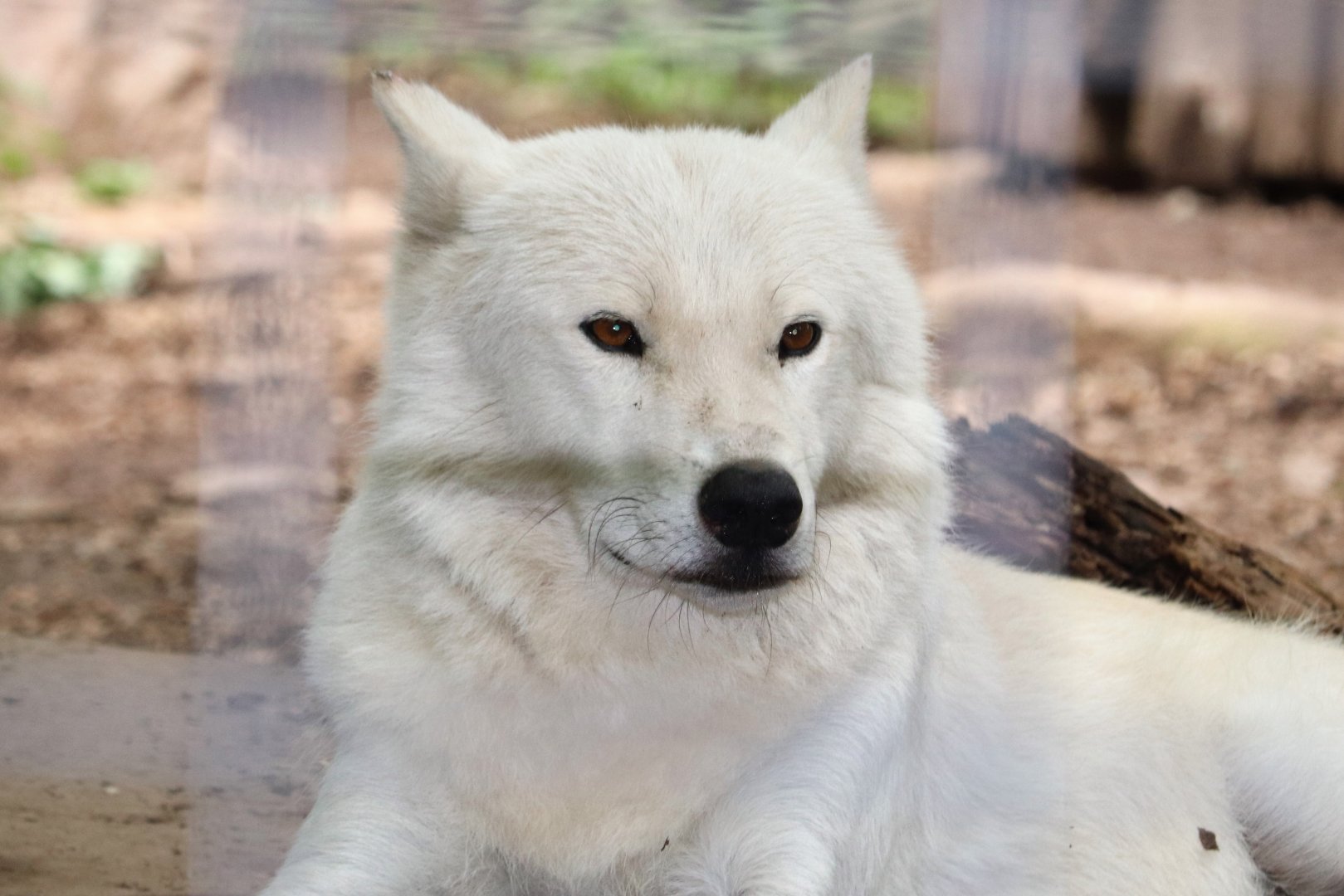 North America - Artctic Wolf