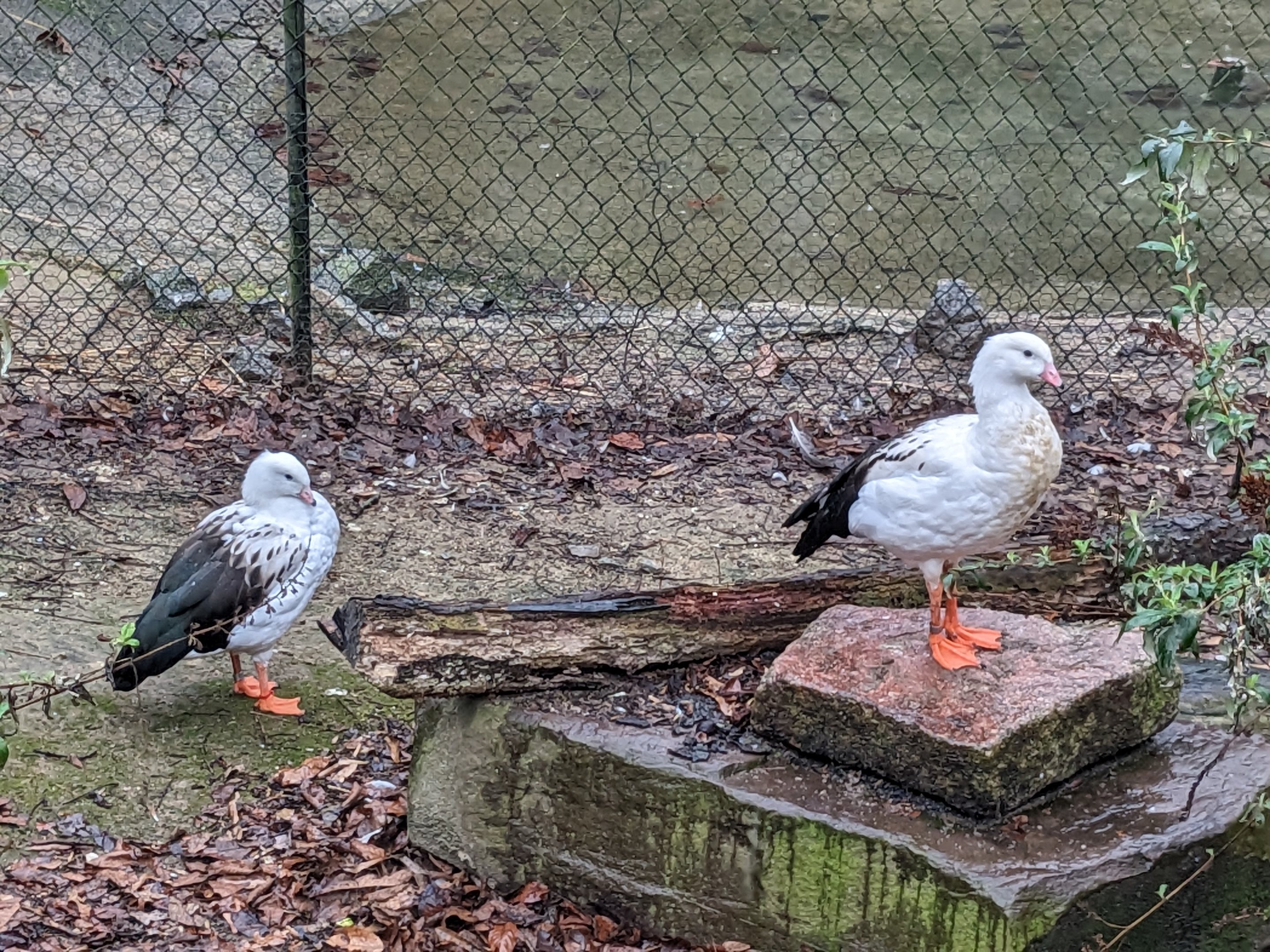 North America Aviary - andean goose