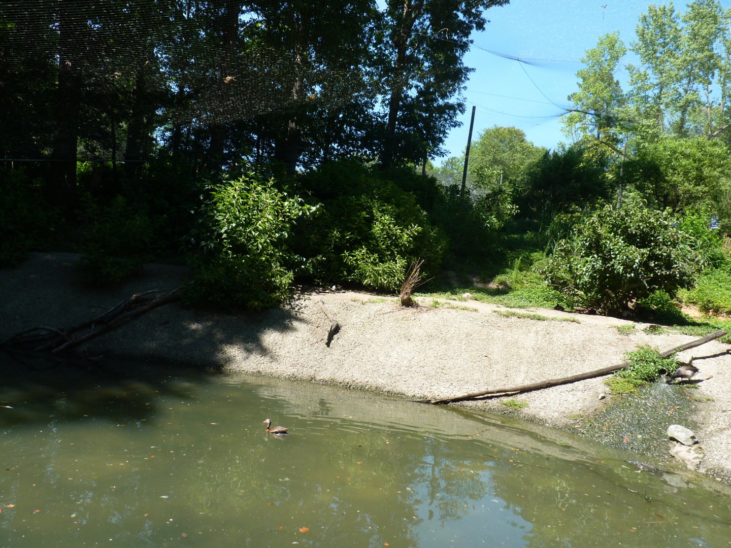 North america aviary, bottom pond