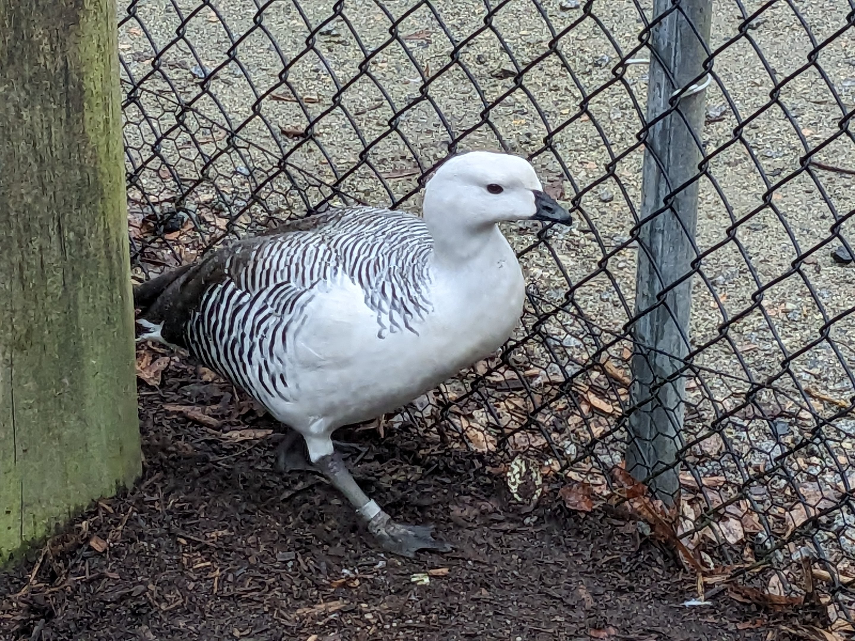 North America Aviary - Lesser Magellanic Goose
