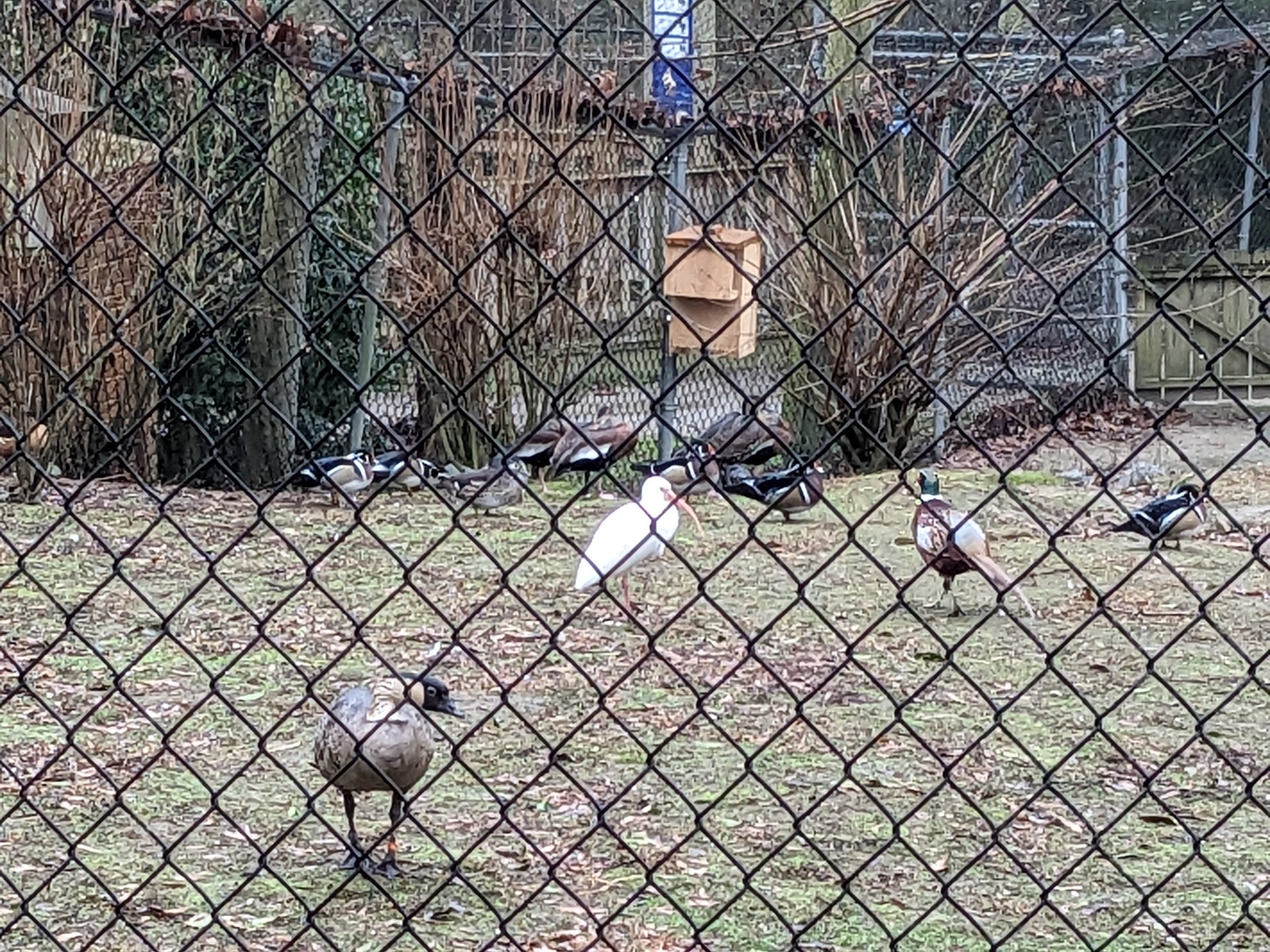 North America Aviary - nene goose