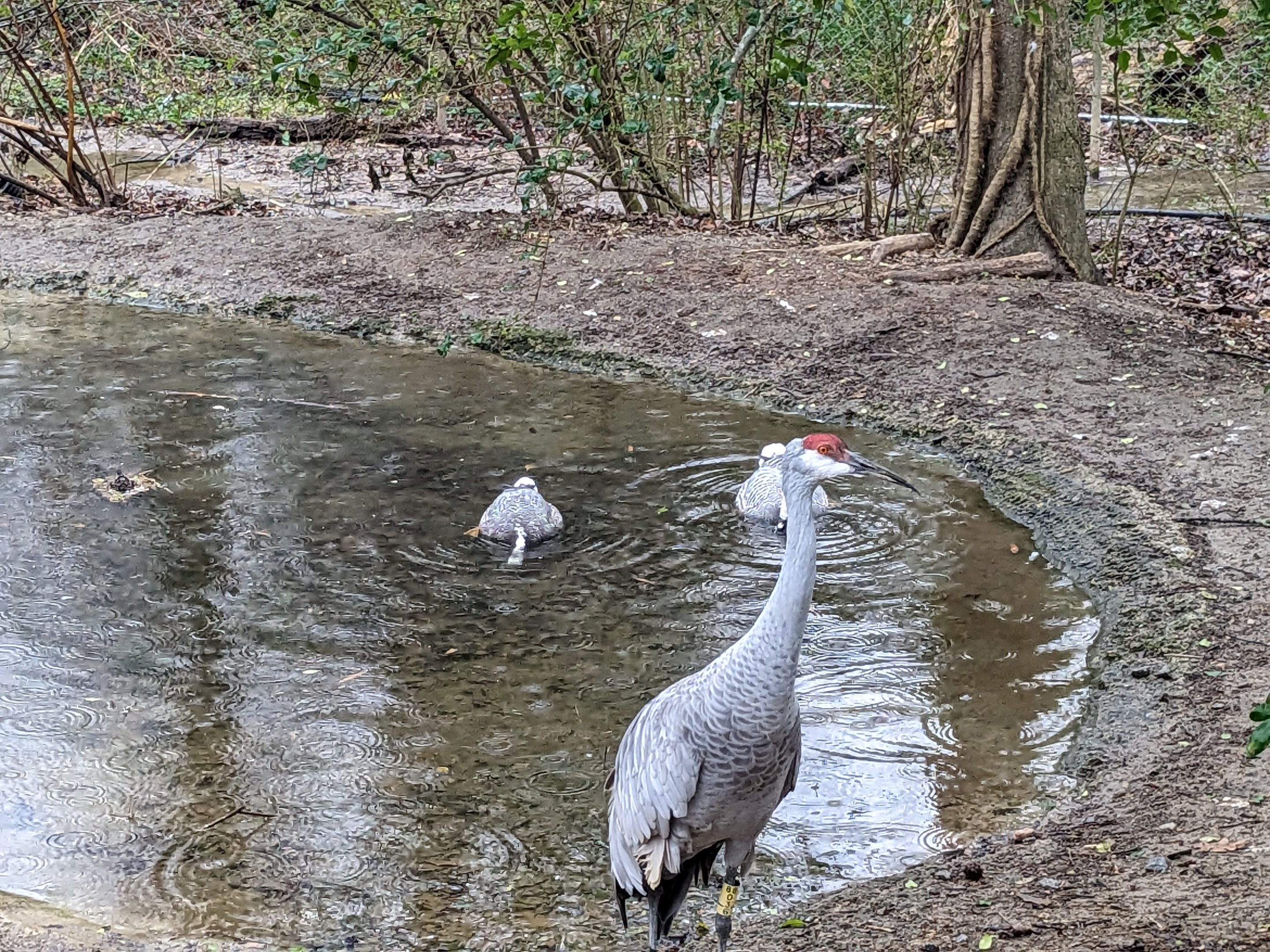 North America Aviary - sandhill crane