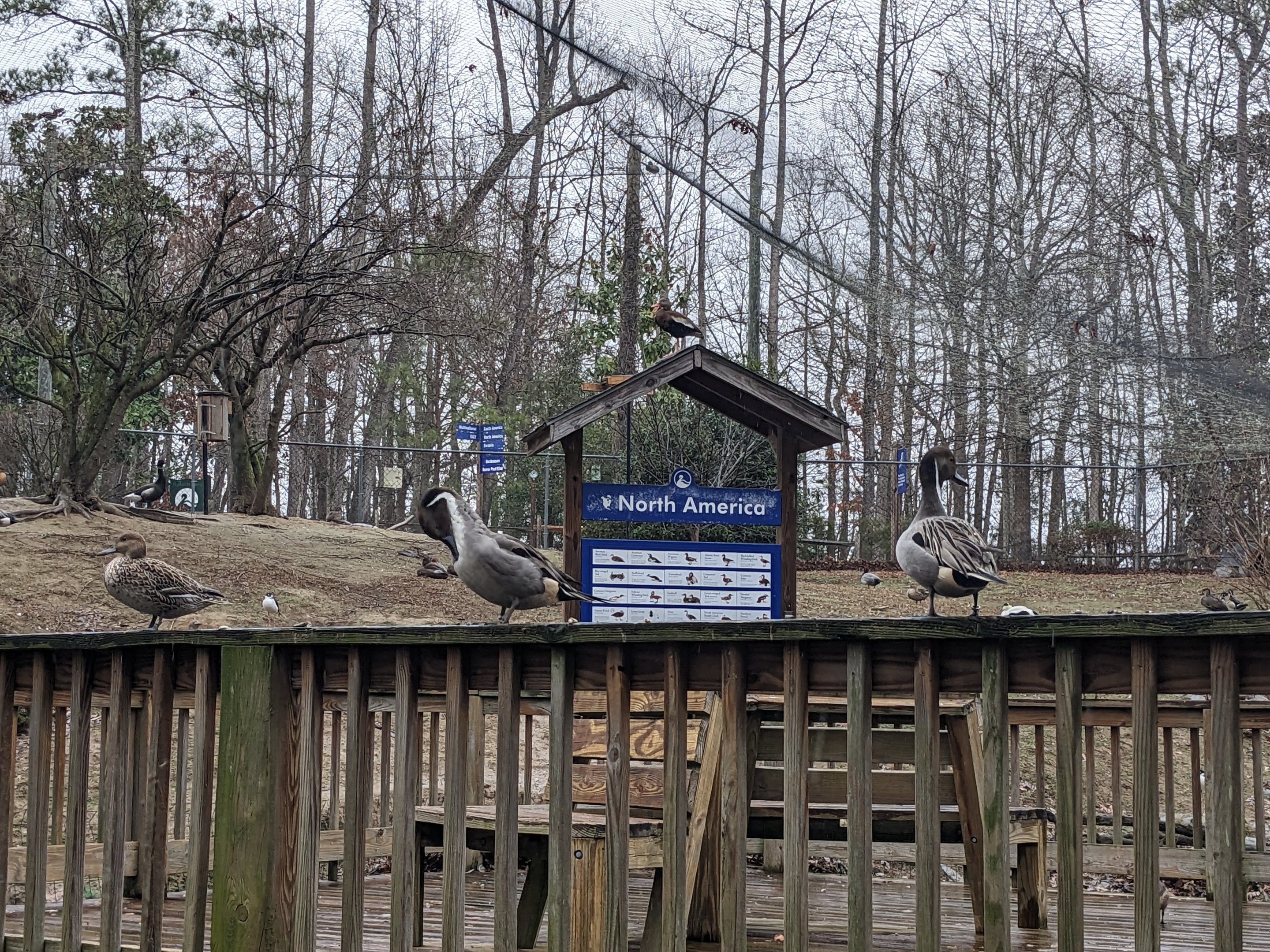 North America Aviary - sign from walkway