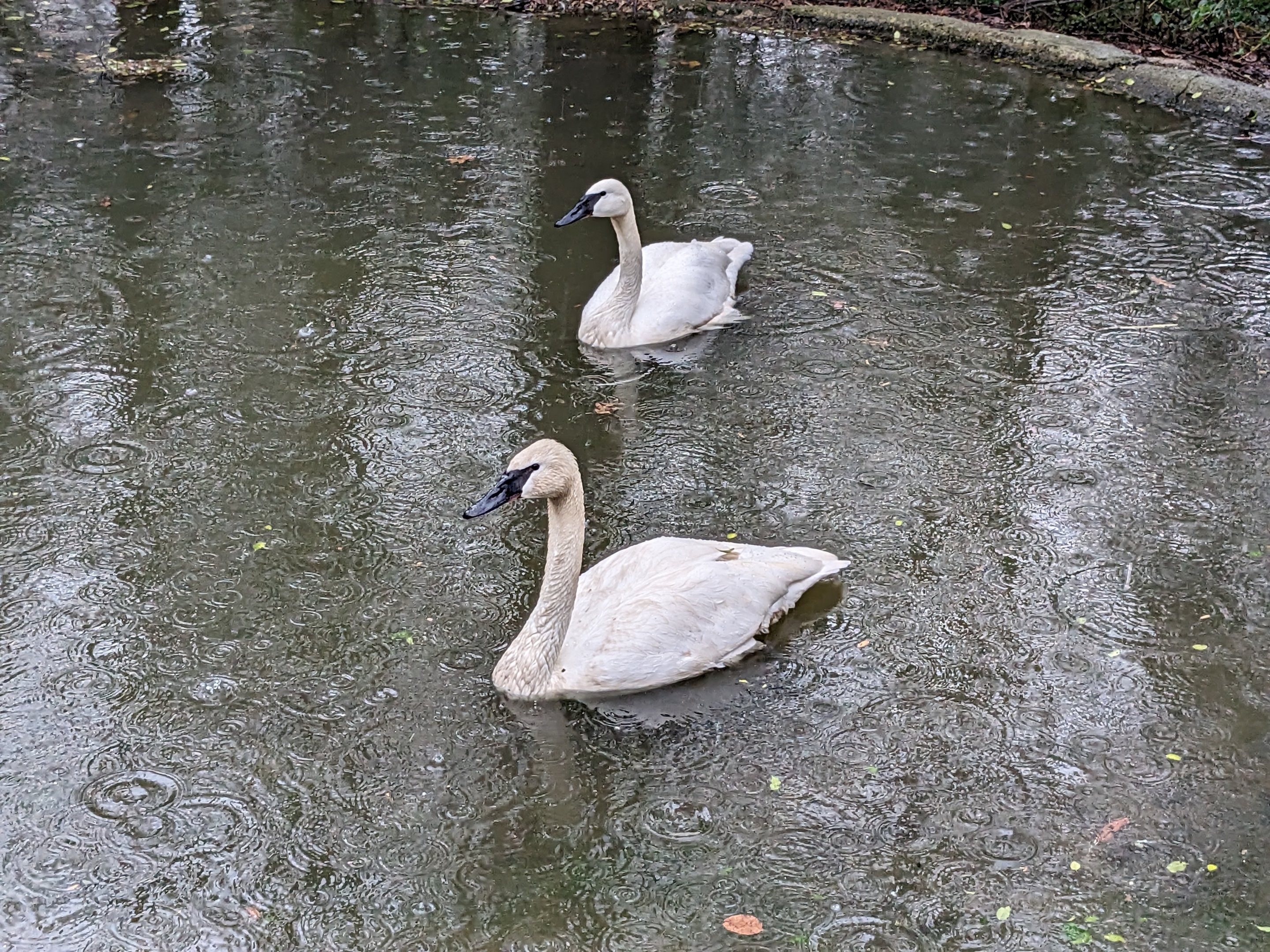 North America Aviary - Trumpeter swan