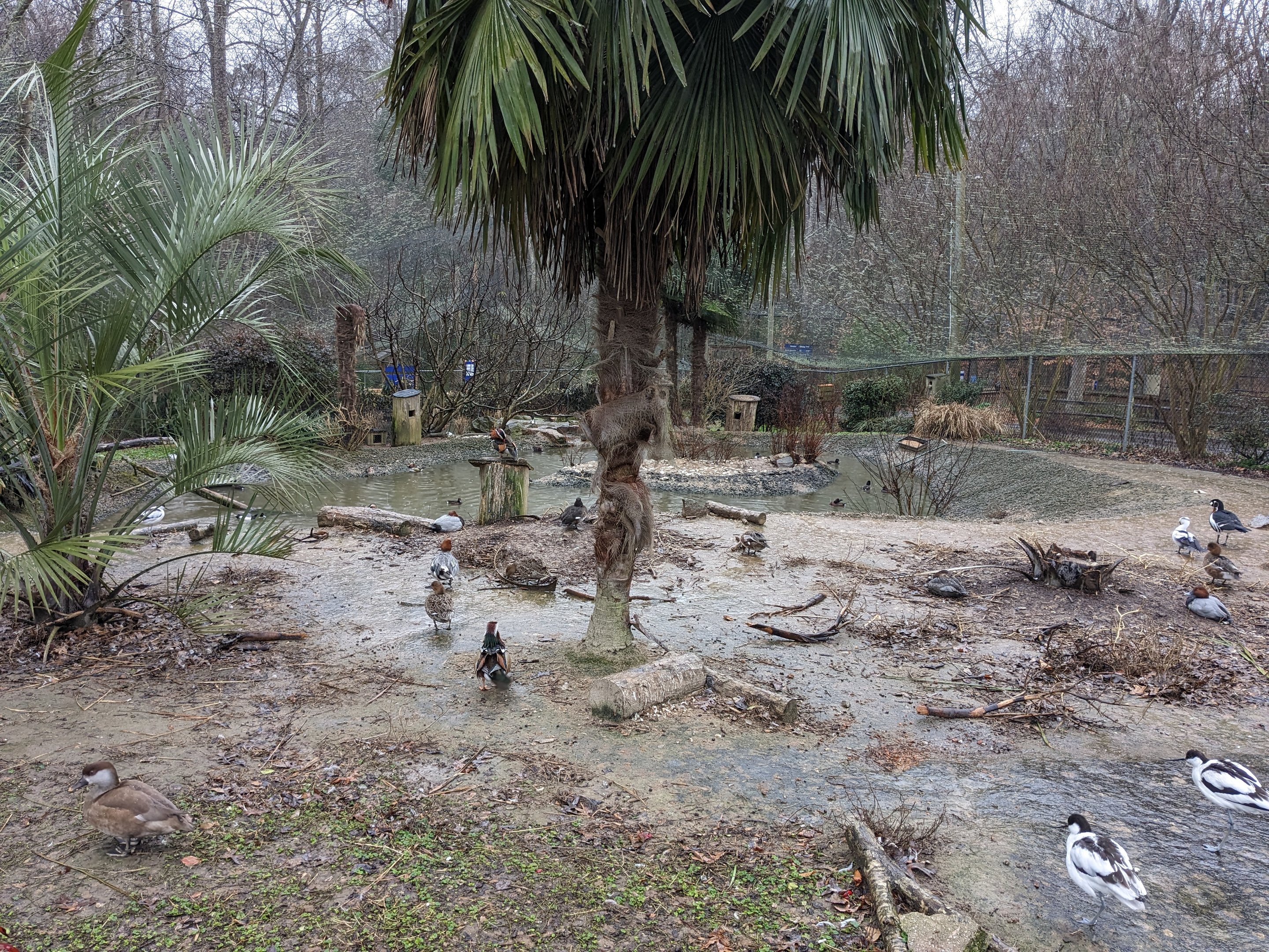 North America Aviary - various