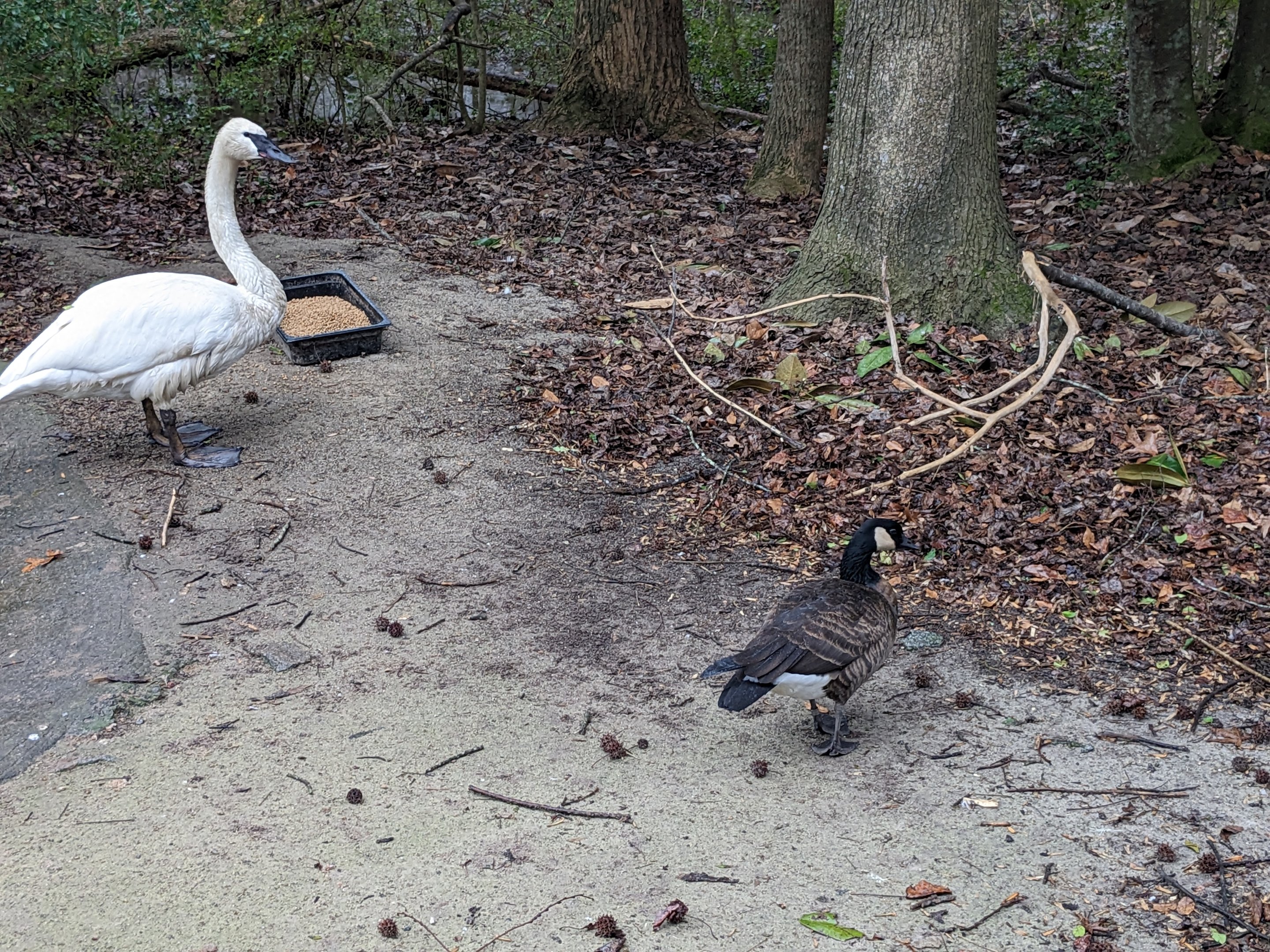 North America Aviary