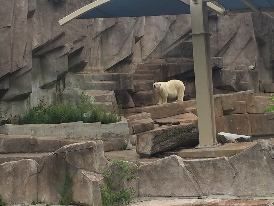 North America- Awful Polar Bear Exhibit