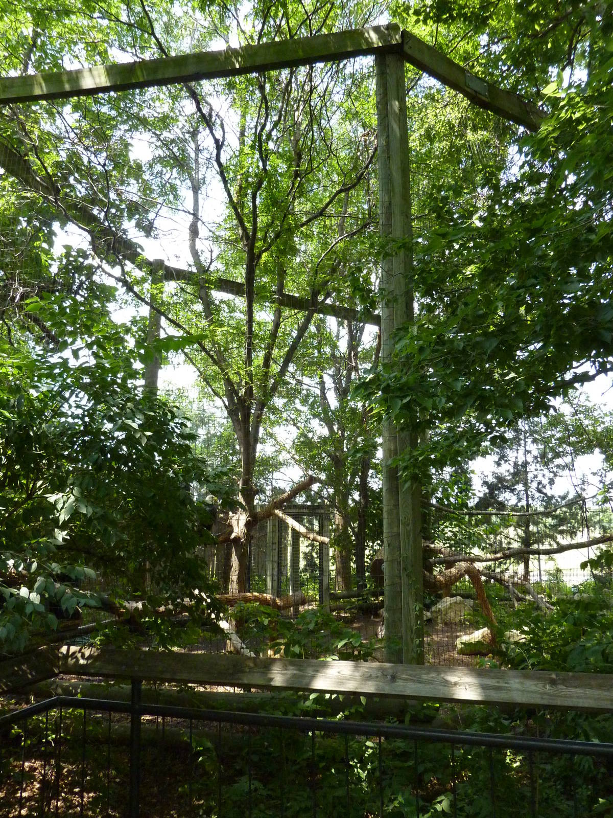 North America - Bald Eagle Aviary