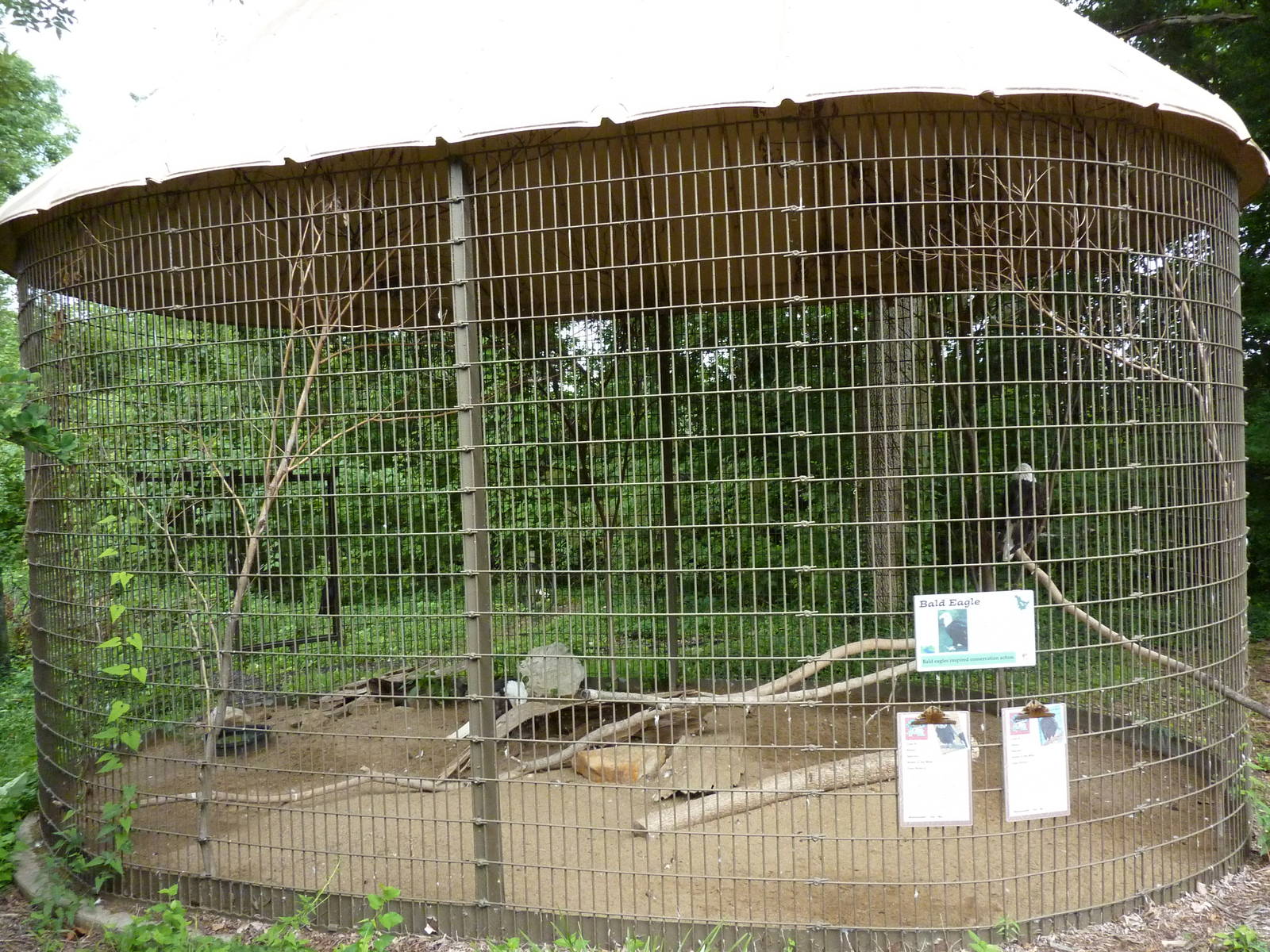 North America - Bald Eagle Exhibit