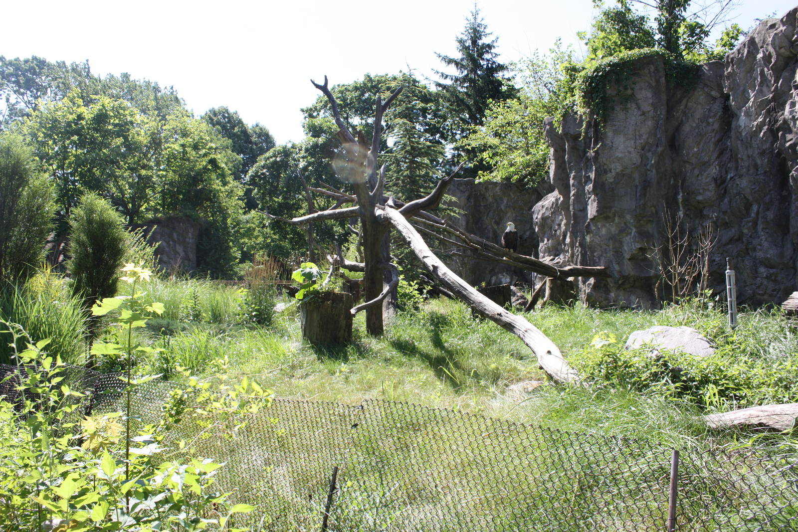 North America- Bald Eagle Exhibit