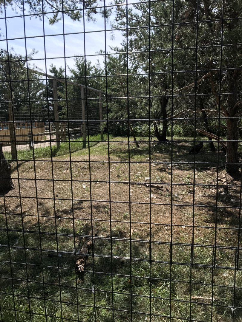 “North America”- bald eagle exhibit
