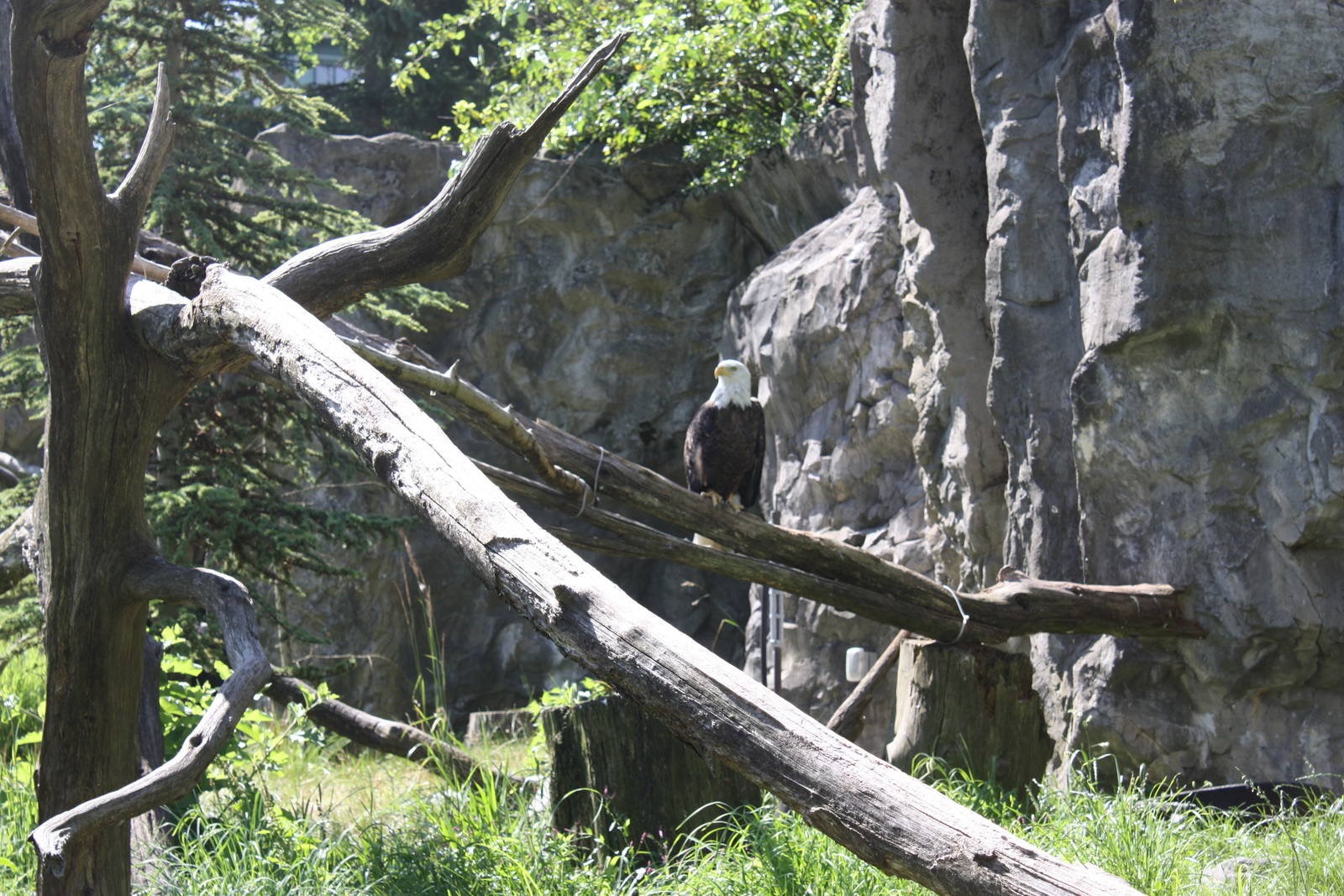 North America- Bald Eagle