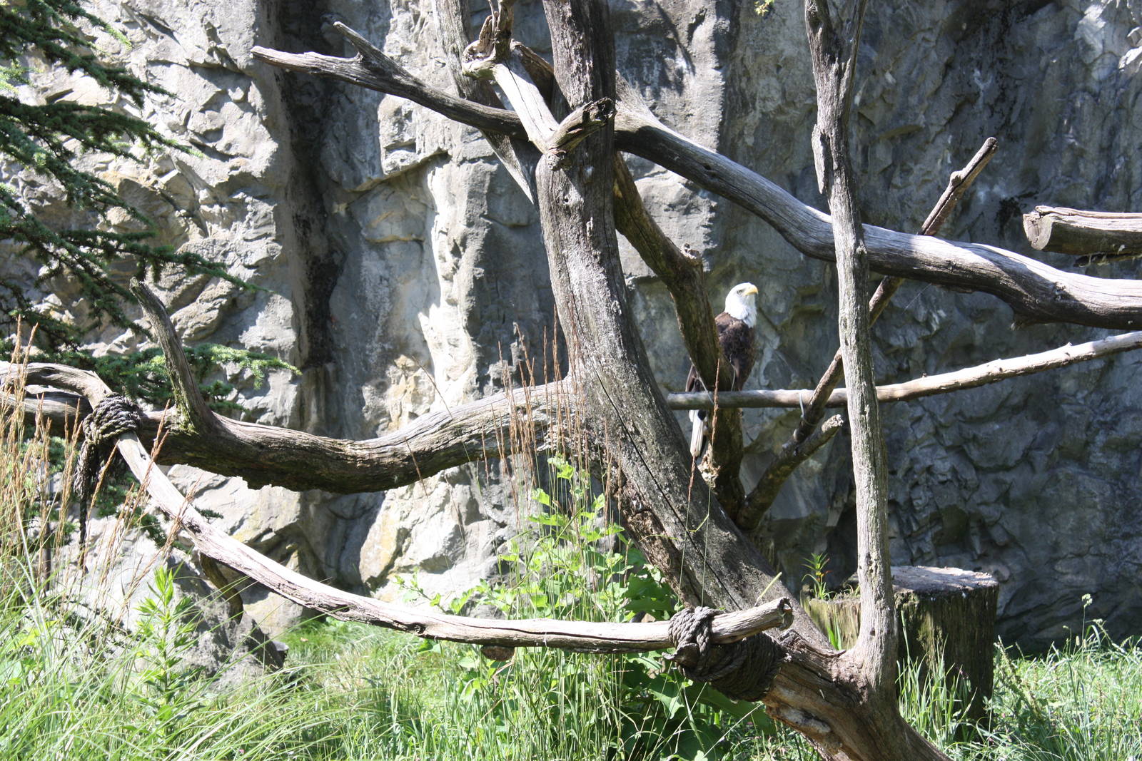 North America- Bald Eagle