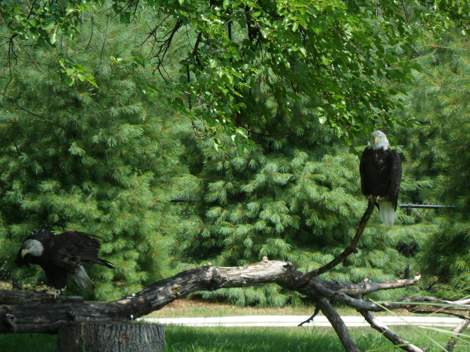 North America Bald Eagle