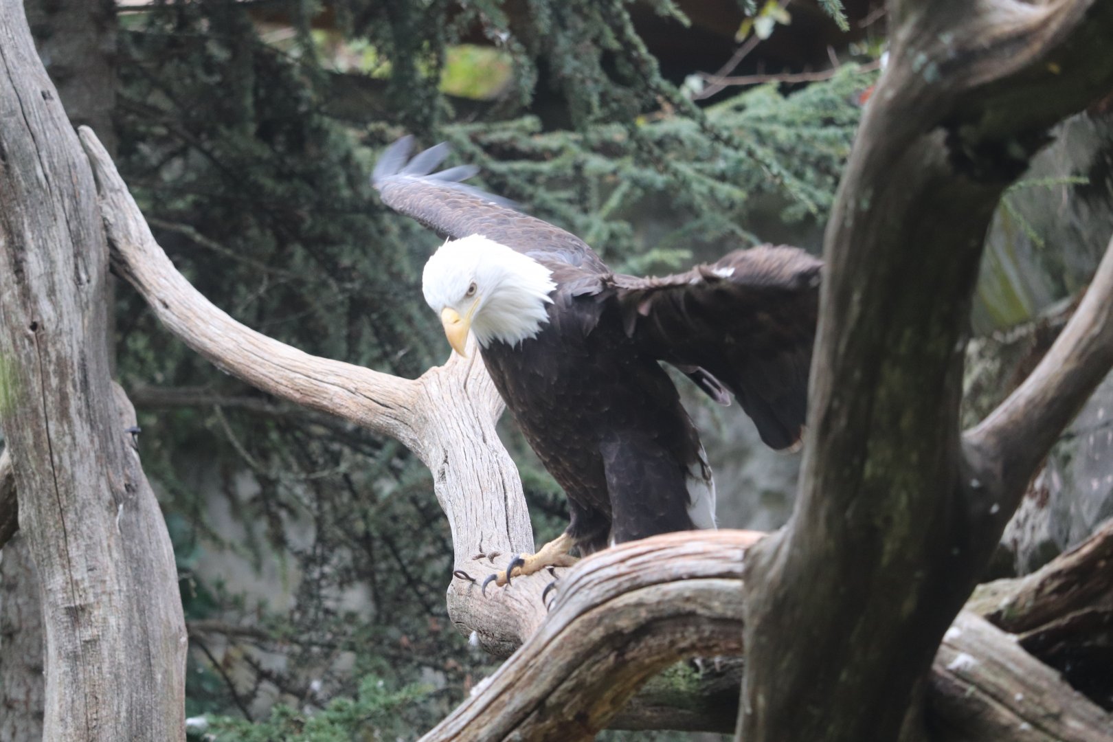 North America - Bald Eagle
