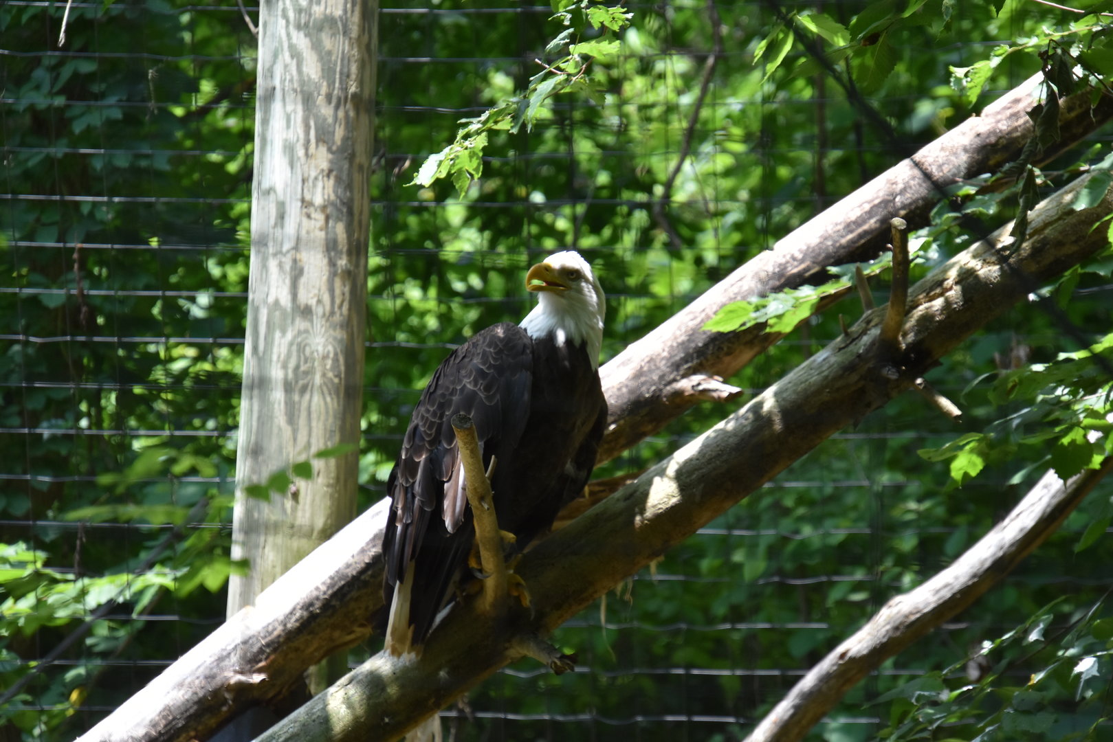 North America - Bald Eagle