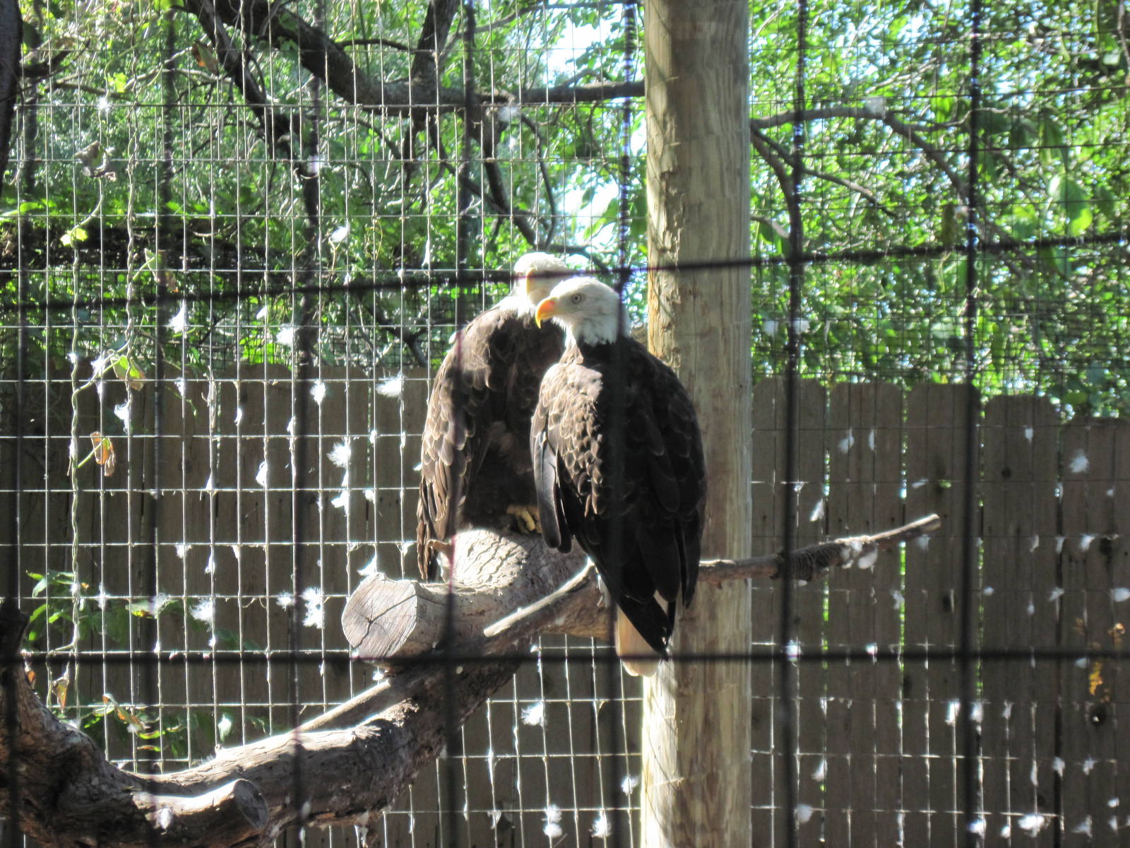 North America-Bald Eagles