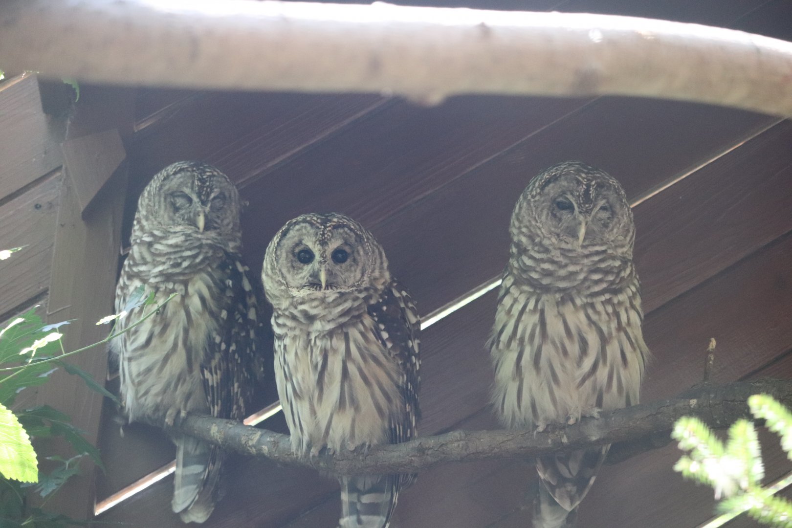 North America - Barred Owl