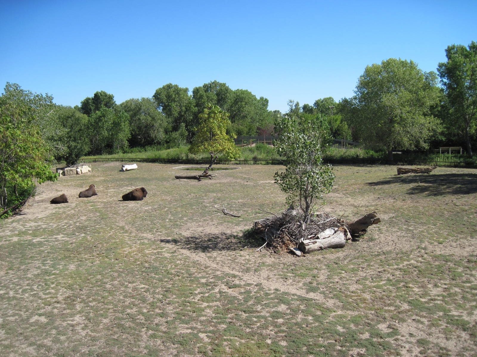 North America-Bison Exhibit