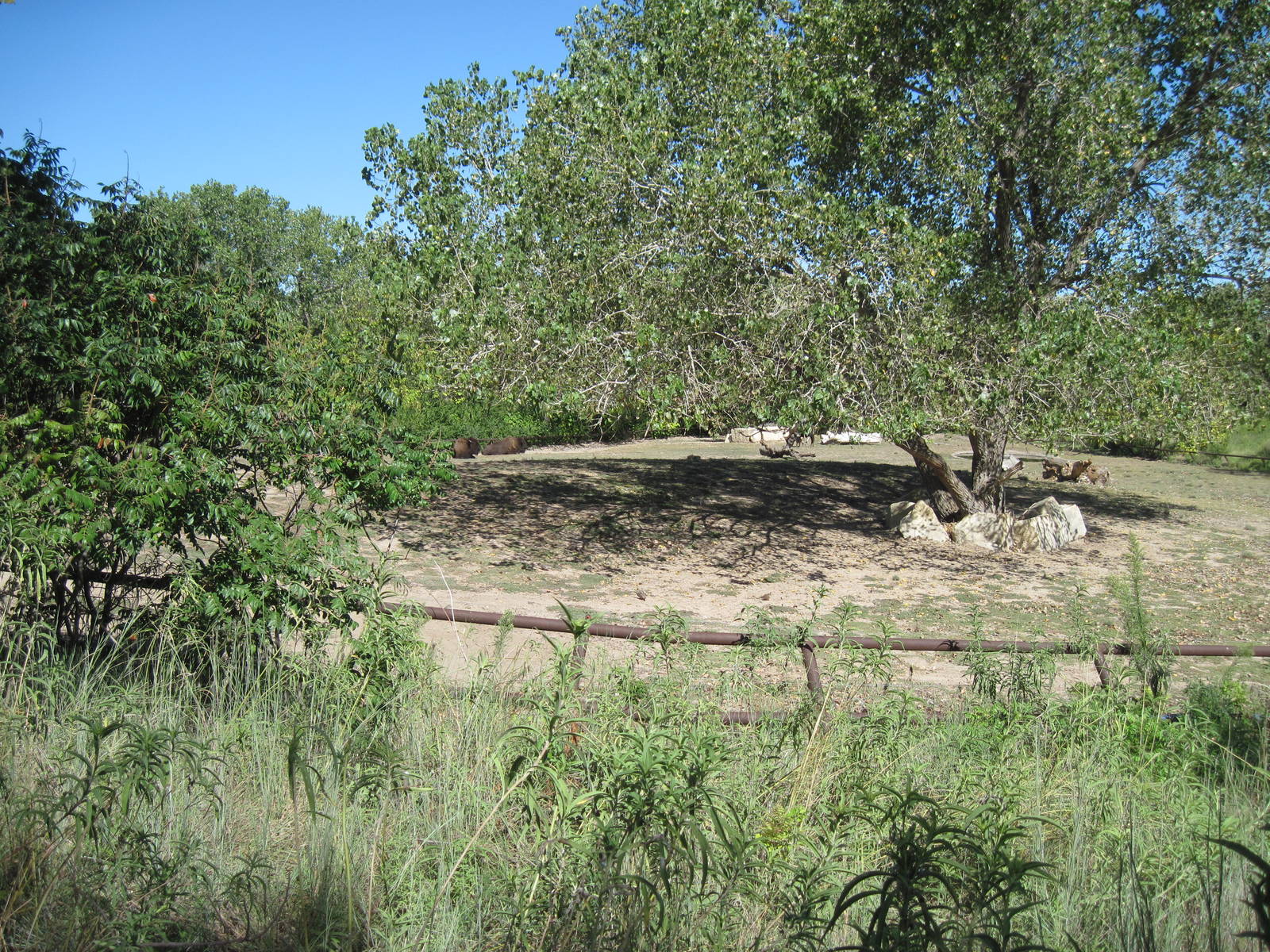 North America-Bison Exhibit