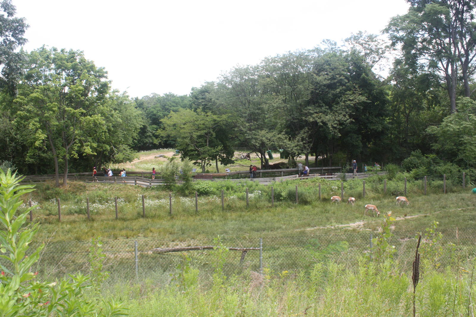 North America- Bison/Pronghorn Exhibits Panorama