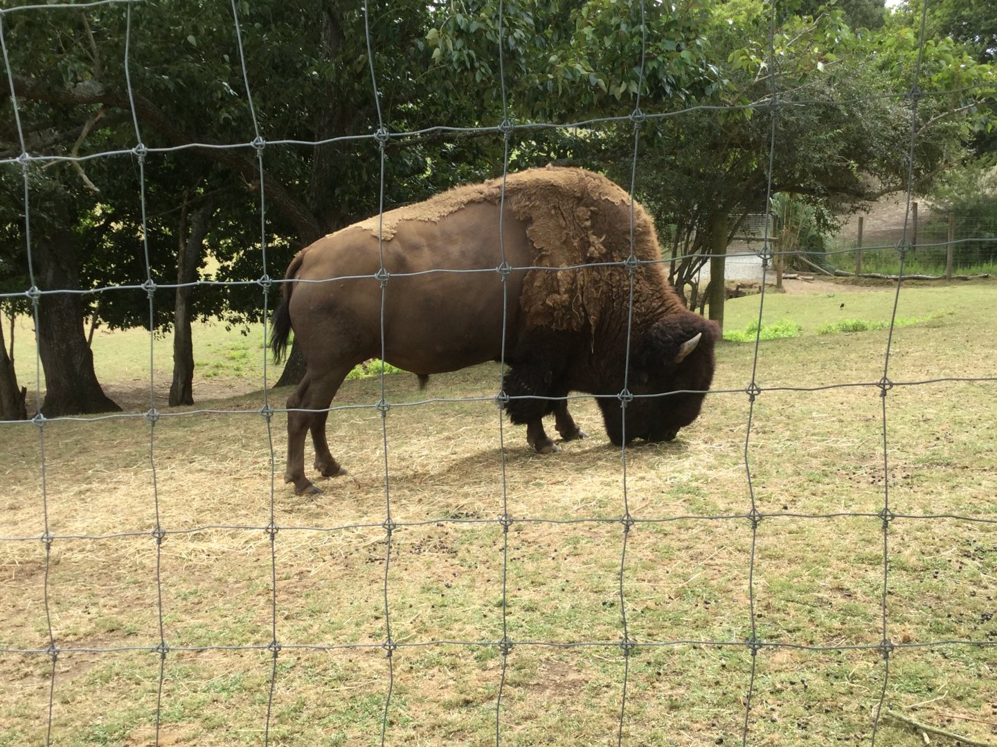 North America Bison
