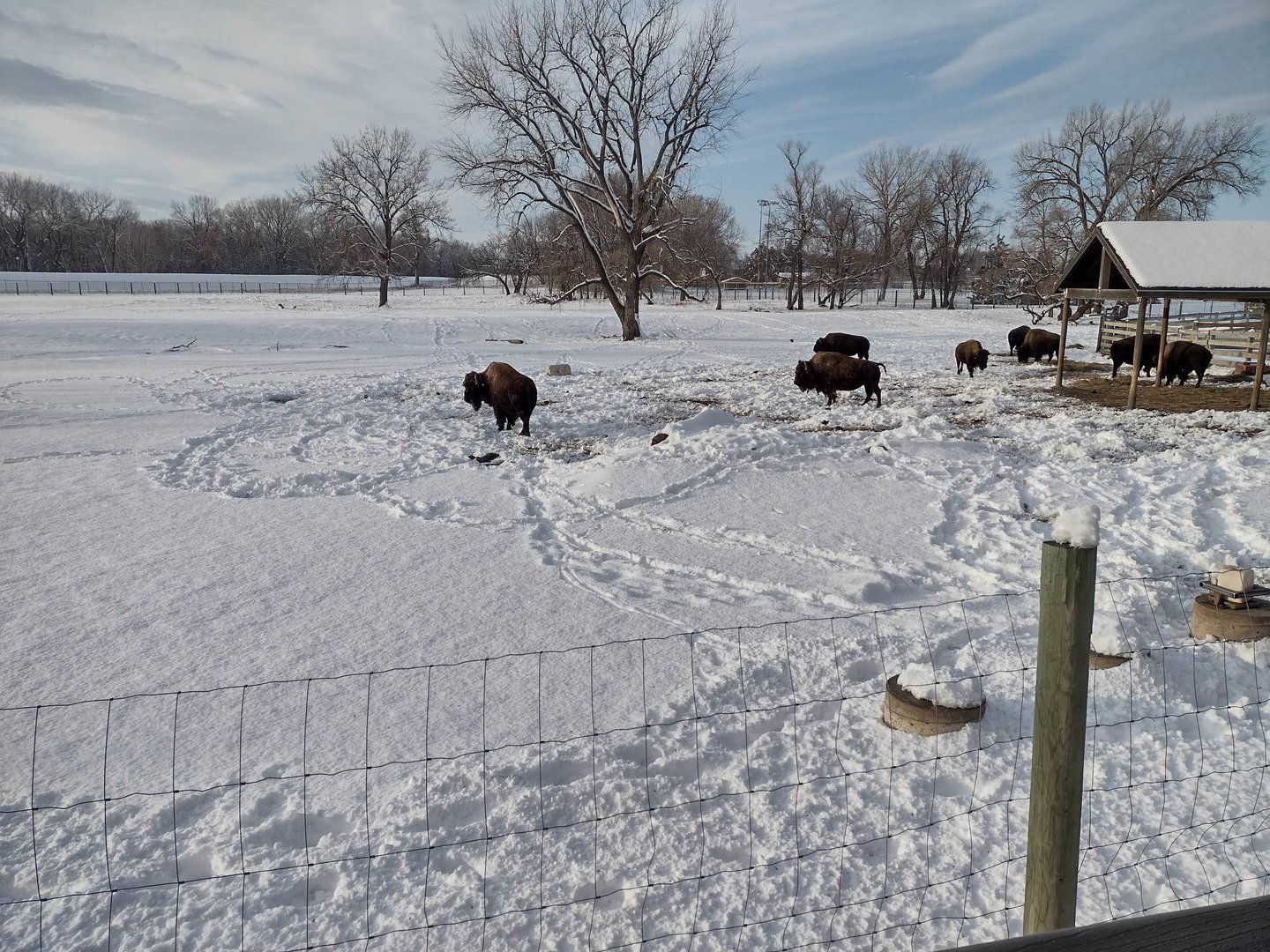 North America- Bison
