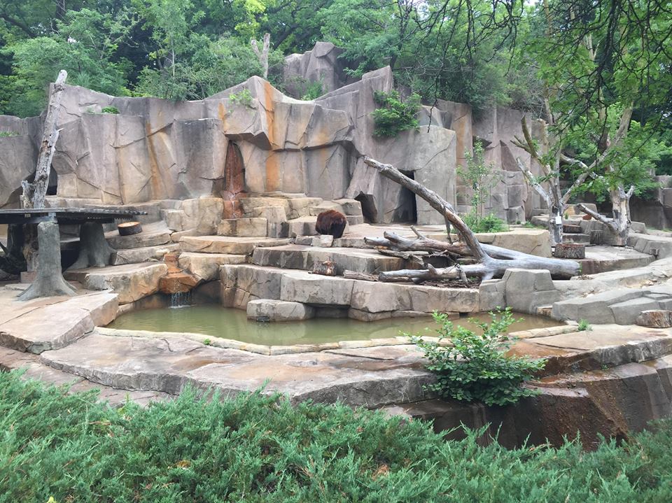 North America- Black Bear Mock Rock Pit