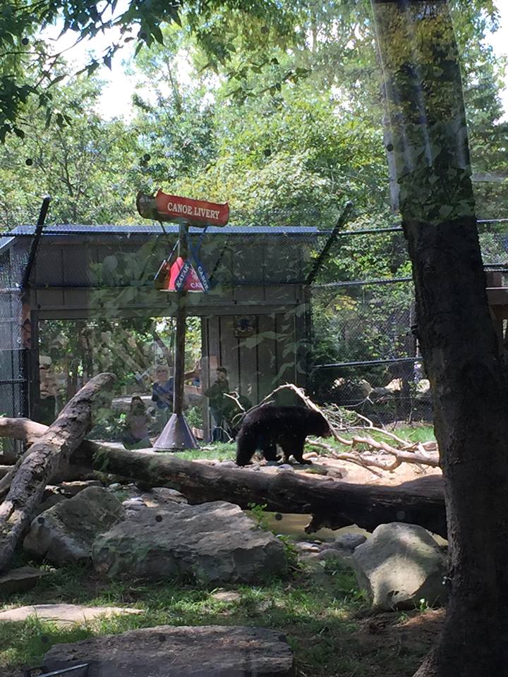 North America- Black Bear