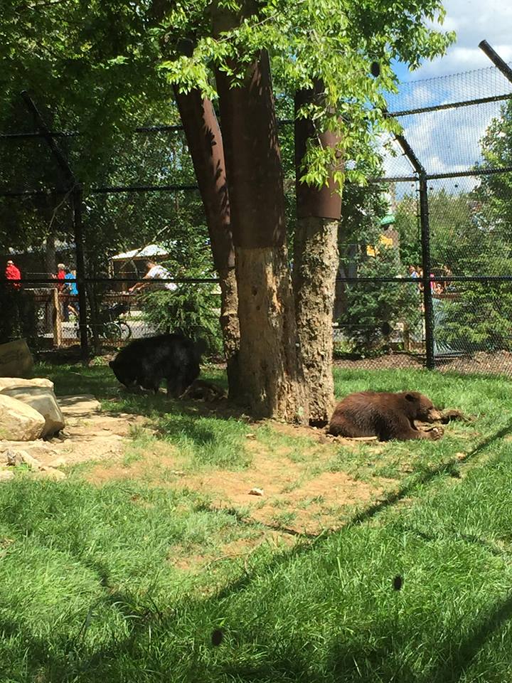 North America- Black Bear