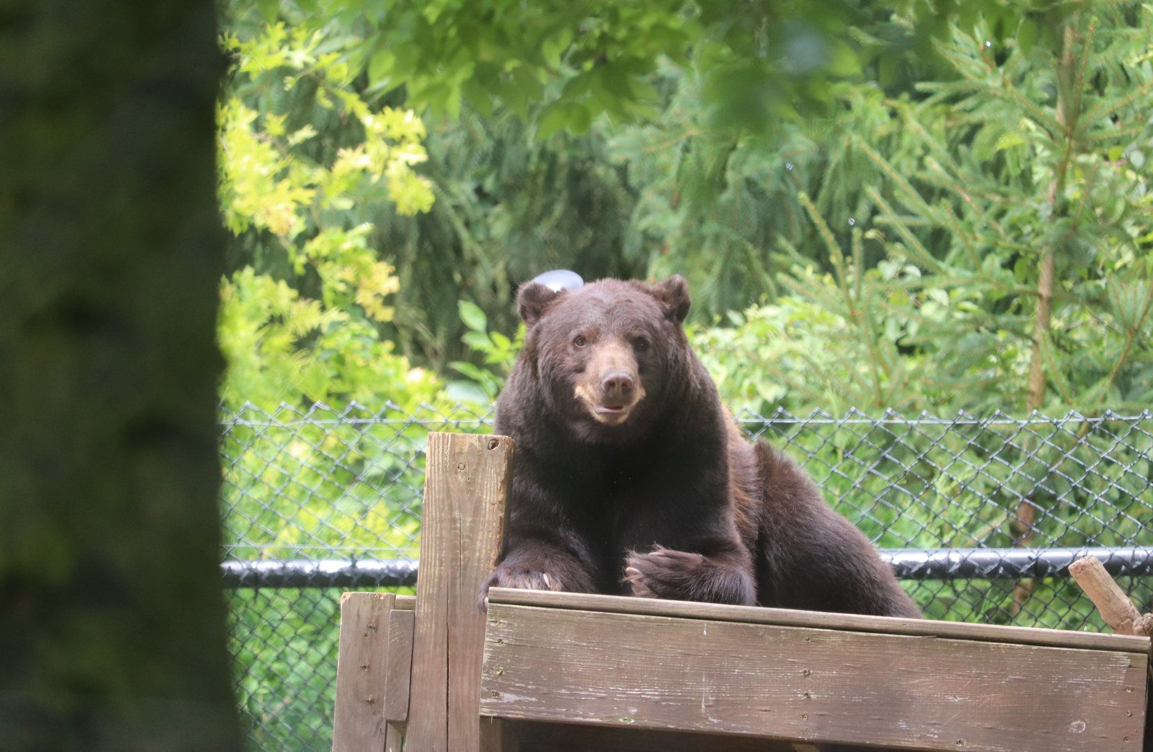 North America - Black Bear