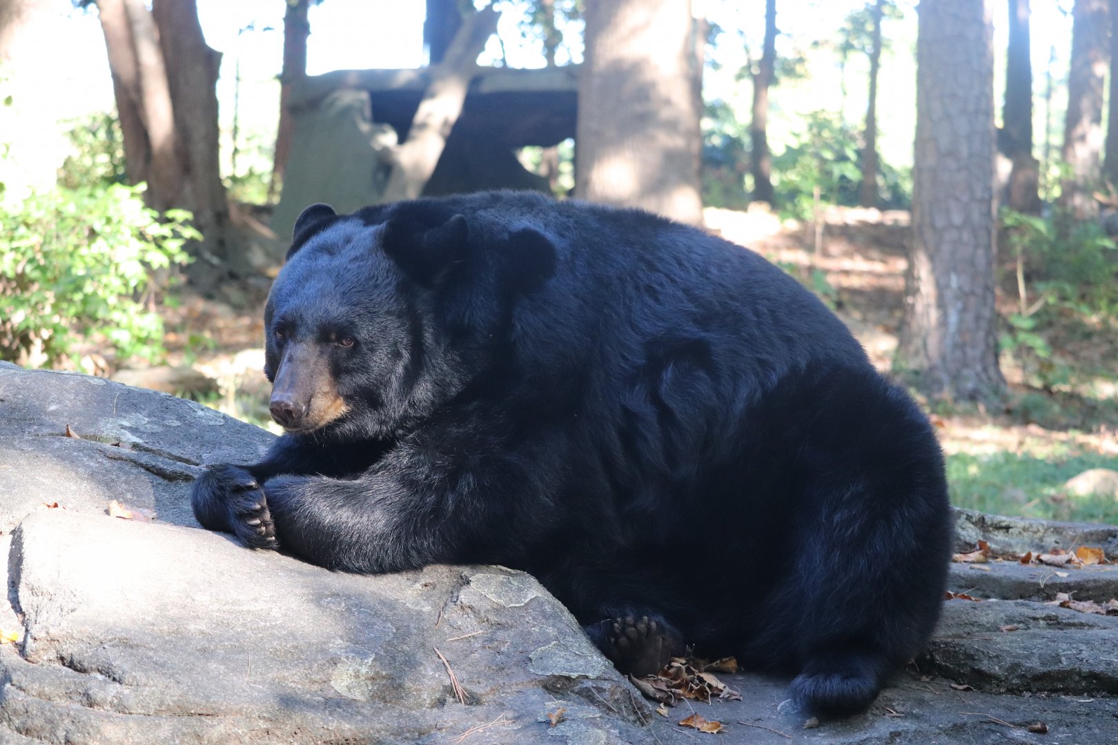 North America - Black Bear