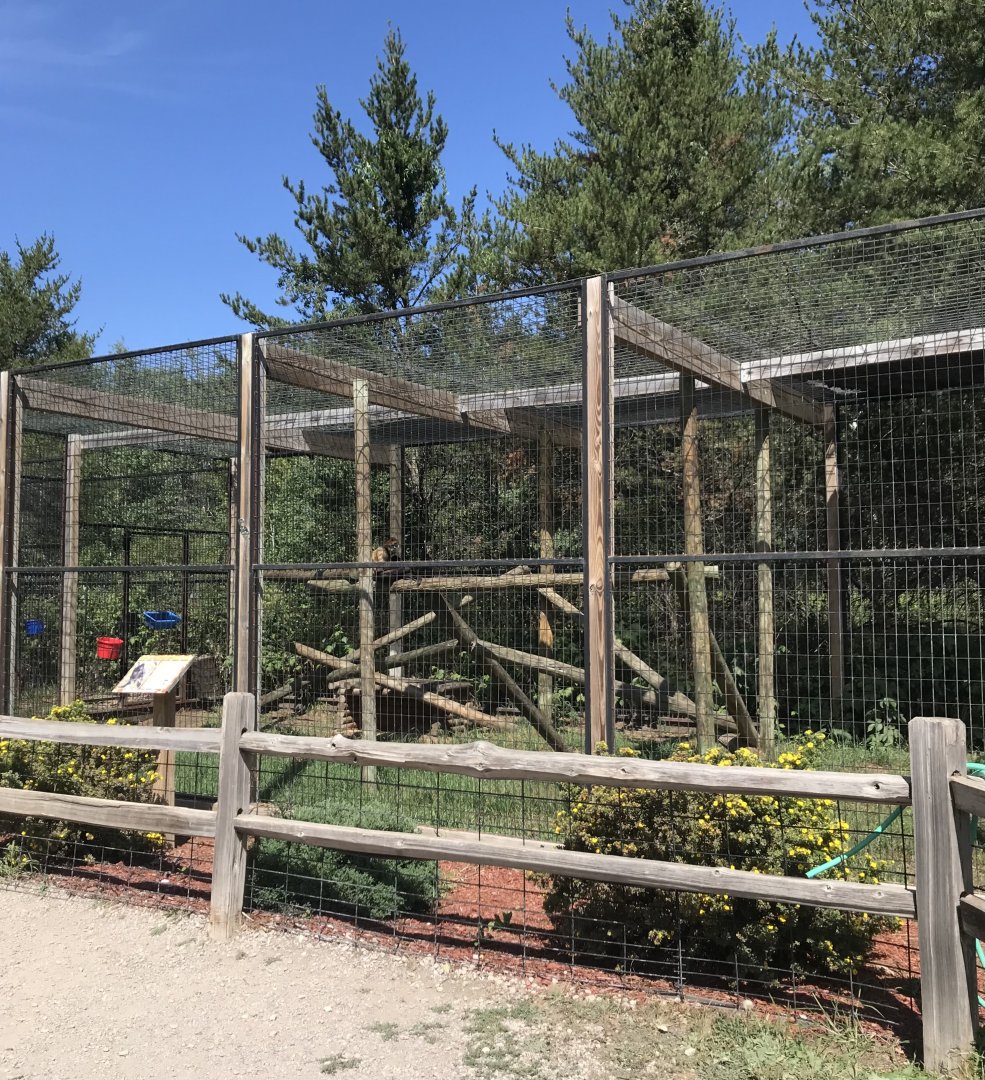 “North America”- black-handed spider monkey exhibit