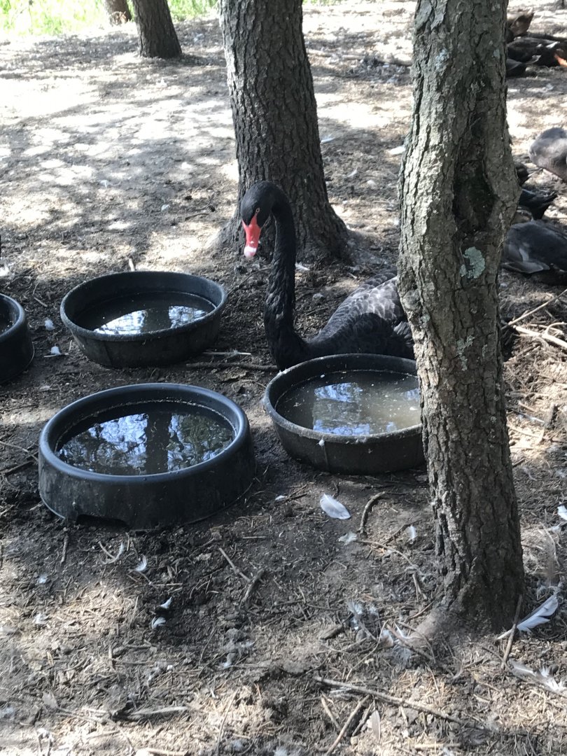 “North America”- black swan