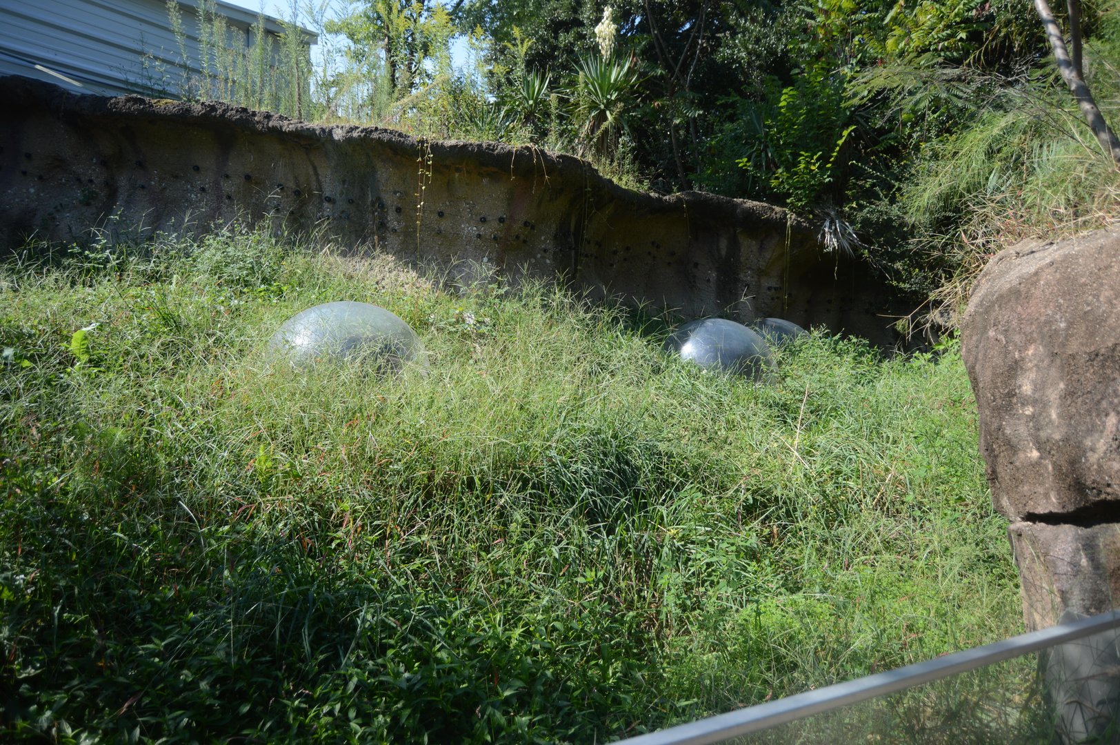 North America - Black-tailed Prairie Dog (Cynomys ludovicianus) Exhibit