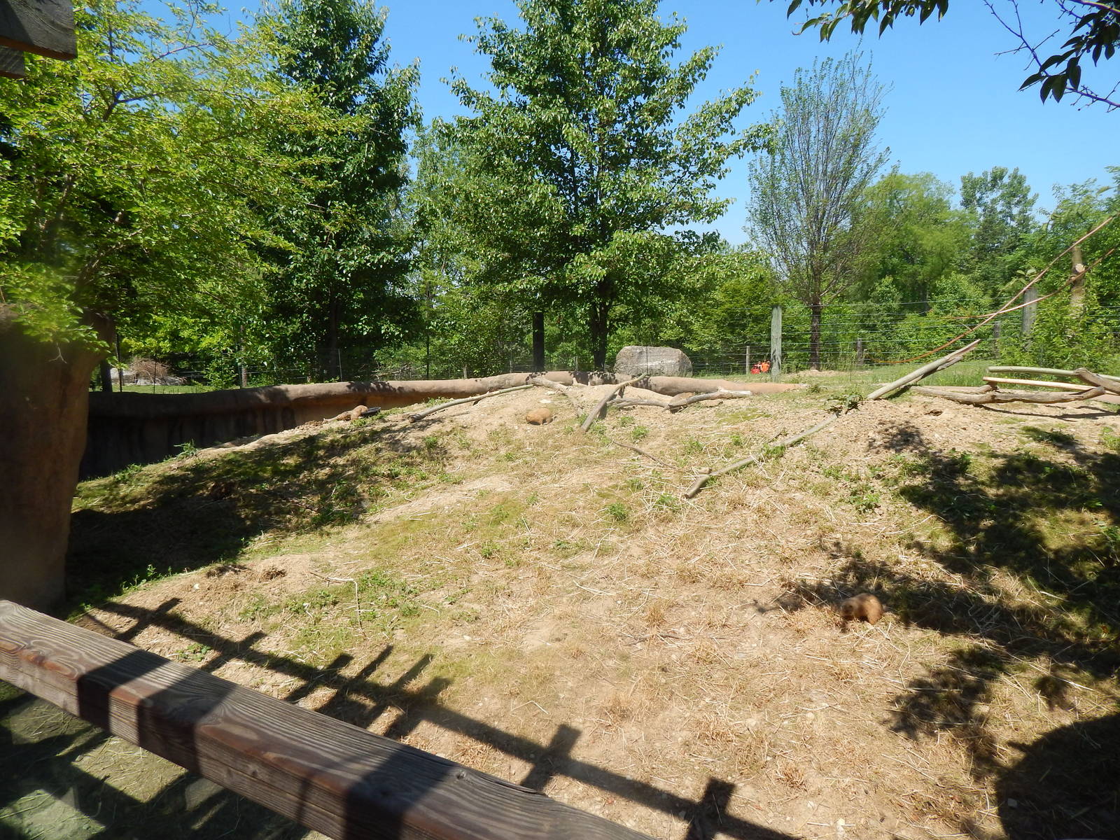 North America - Black-tailed Prairie Dog Exhibit