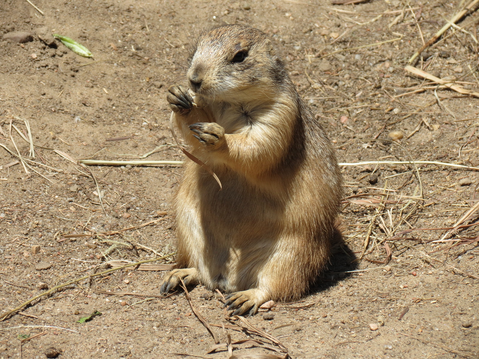 North America - Black-tailed Prairie Dog Exhibit