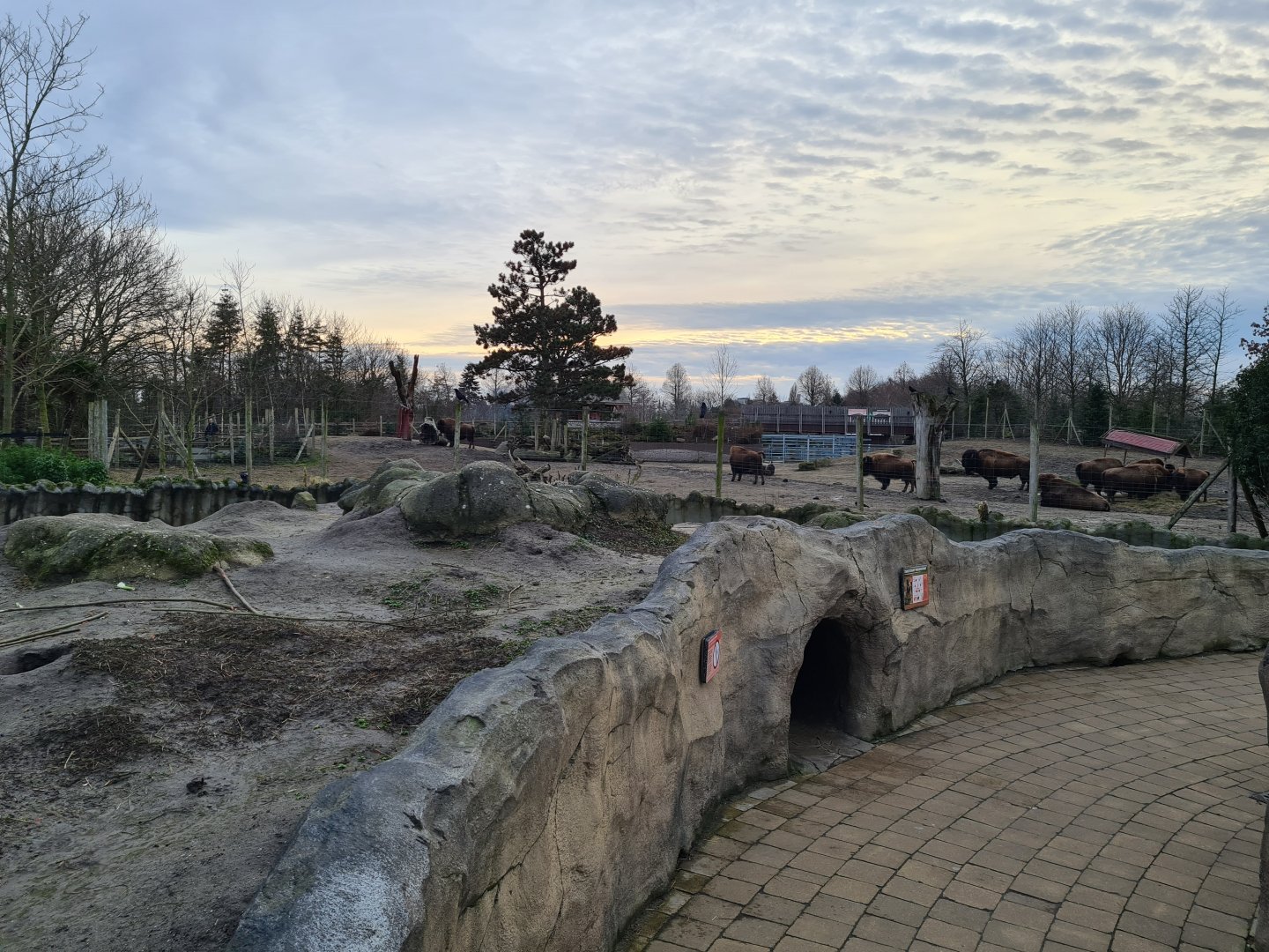 North America - Black-tailed prairiedog enclosure
