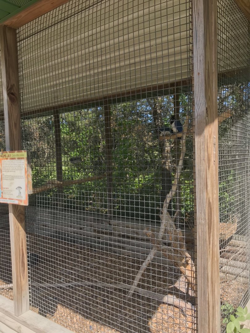 “North America”- black-throated magpie jay exhibit