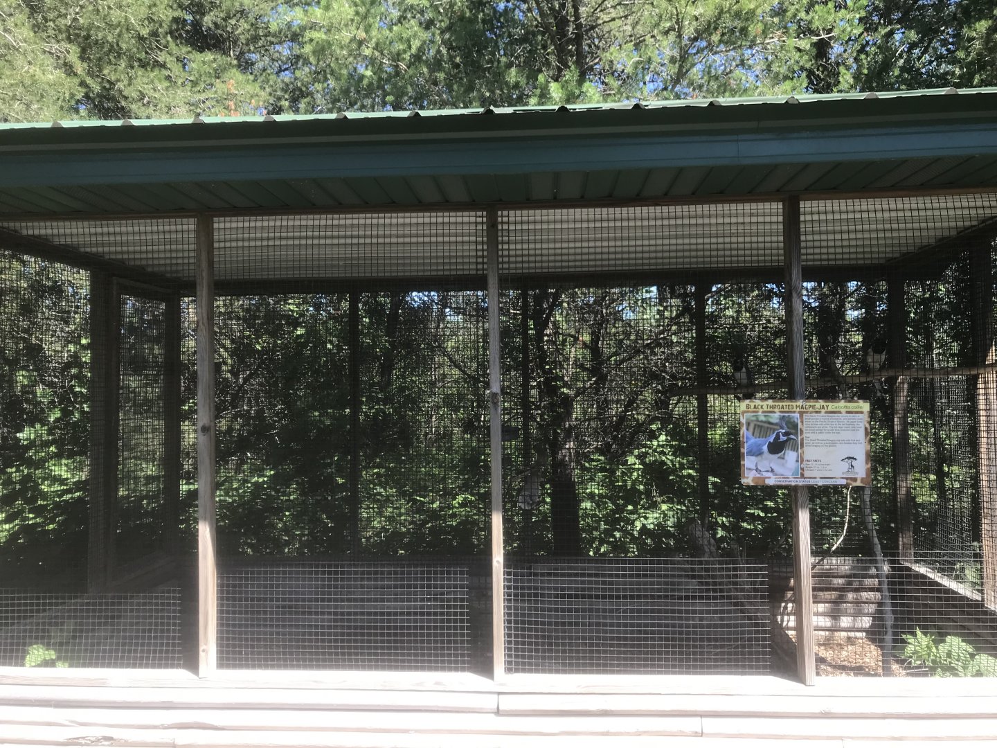 “North America” - Black-Throated Magpie Jay Exhibit