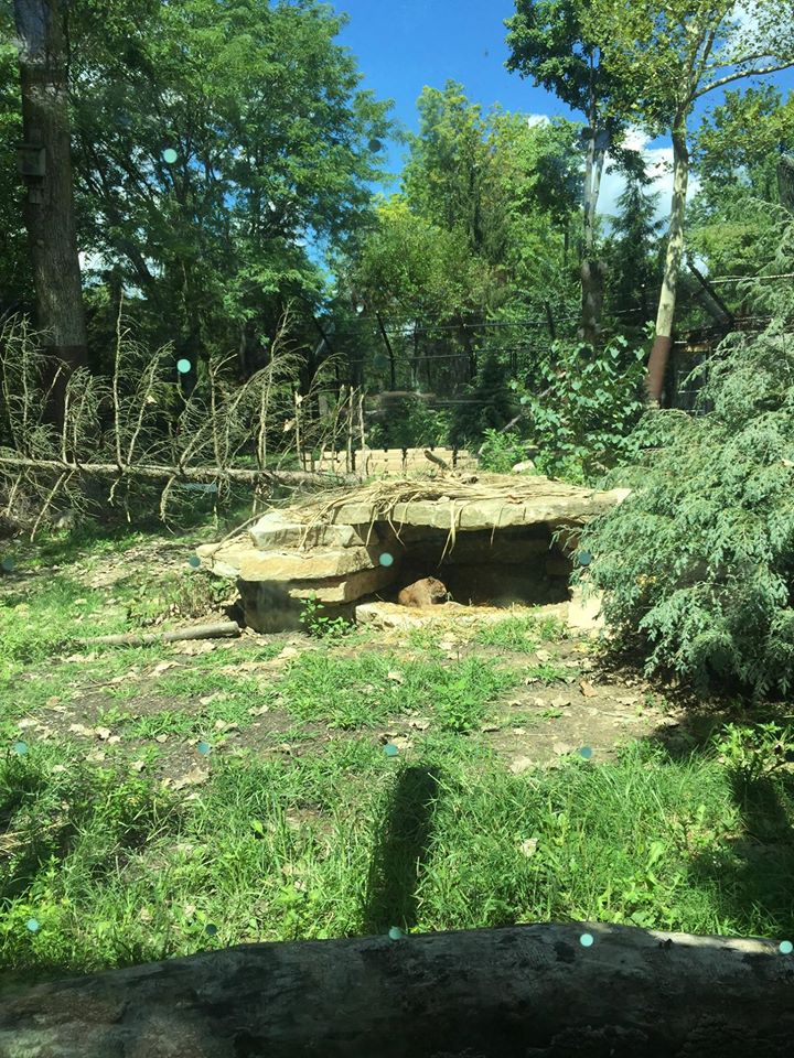 North America- Bobcat