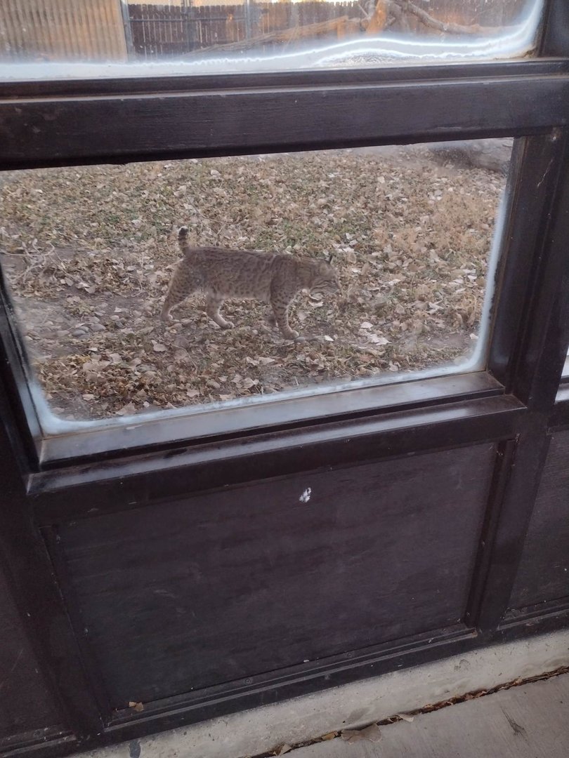 North America- Bobcat