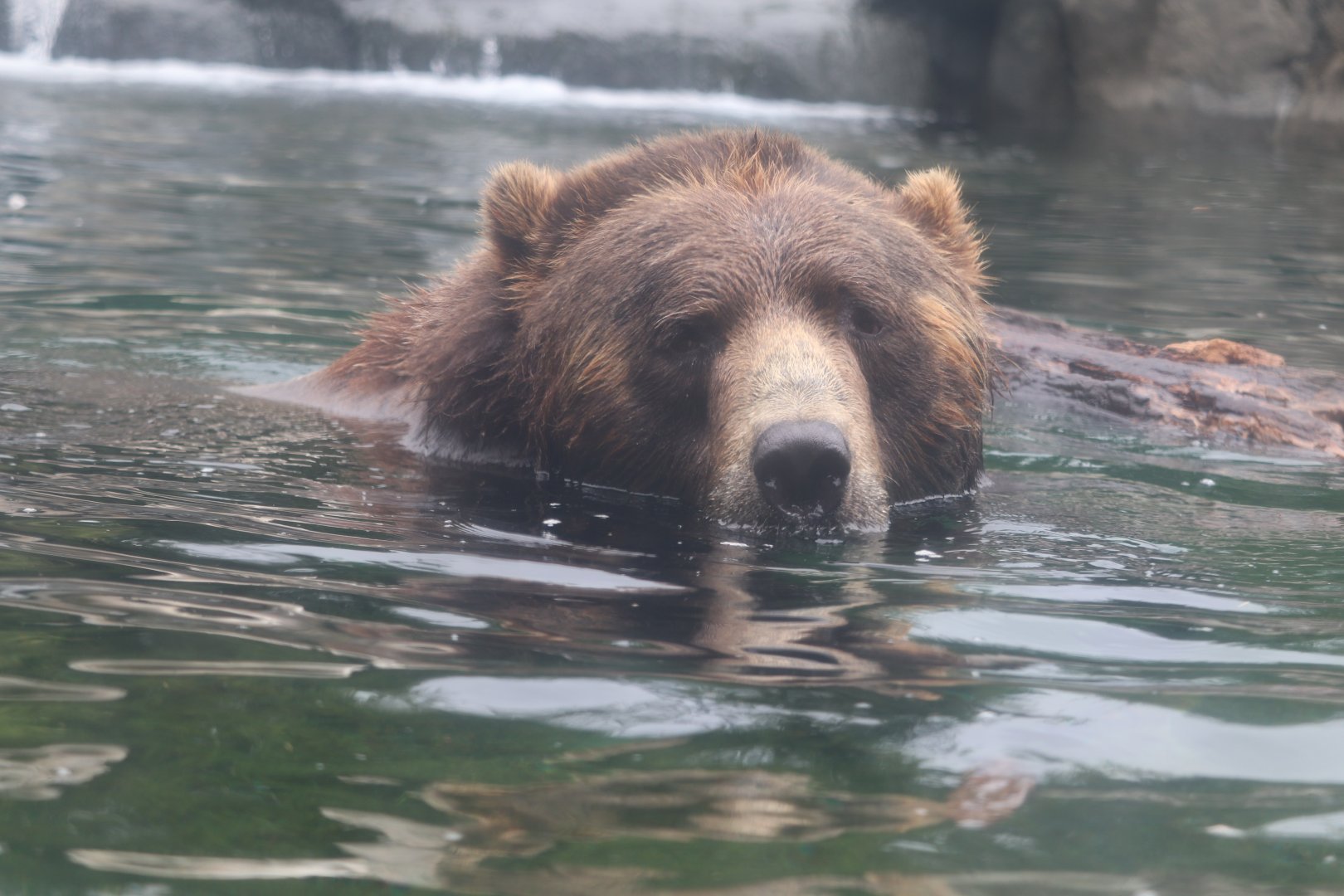 North America - Brown Bear