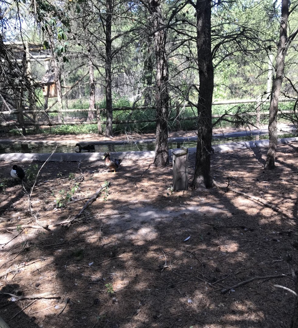 “North America”- capybara/whooper swan/ domestic mallard exhibit