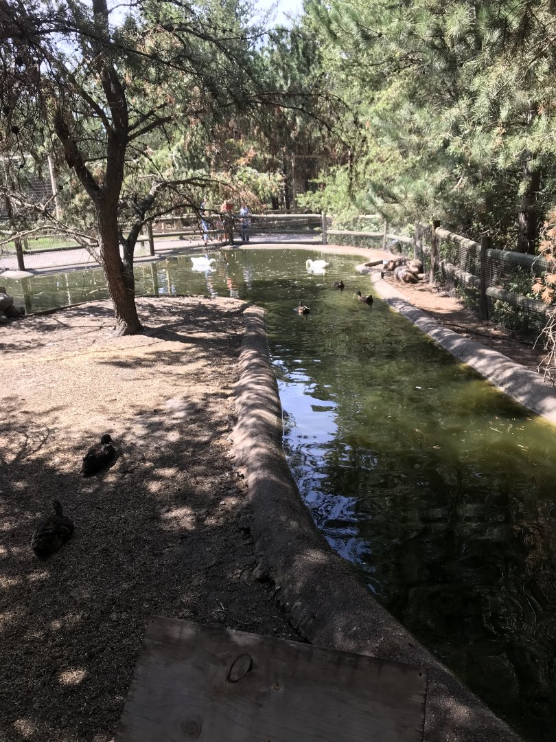 “North America”- capybara/whooper swan/domestic mallard exhibit