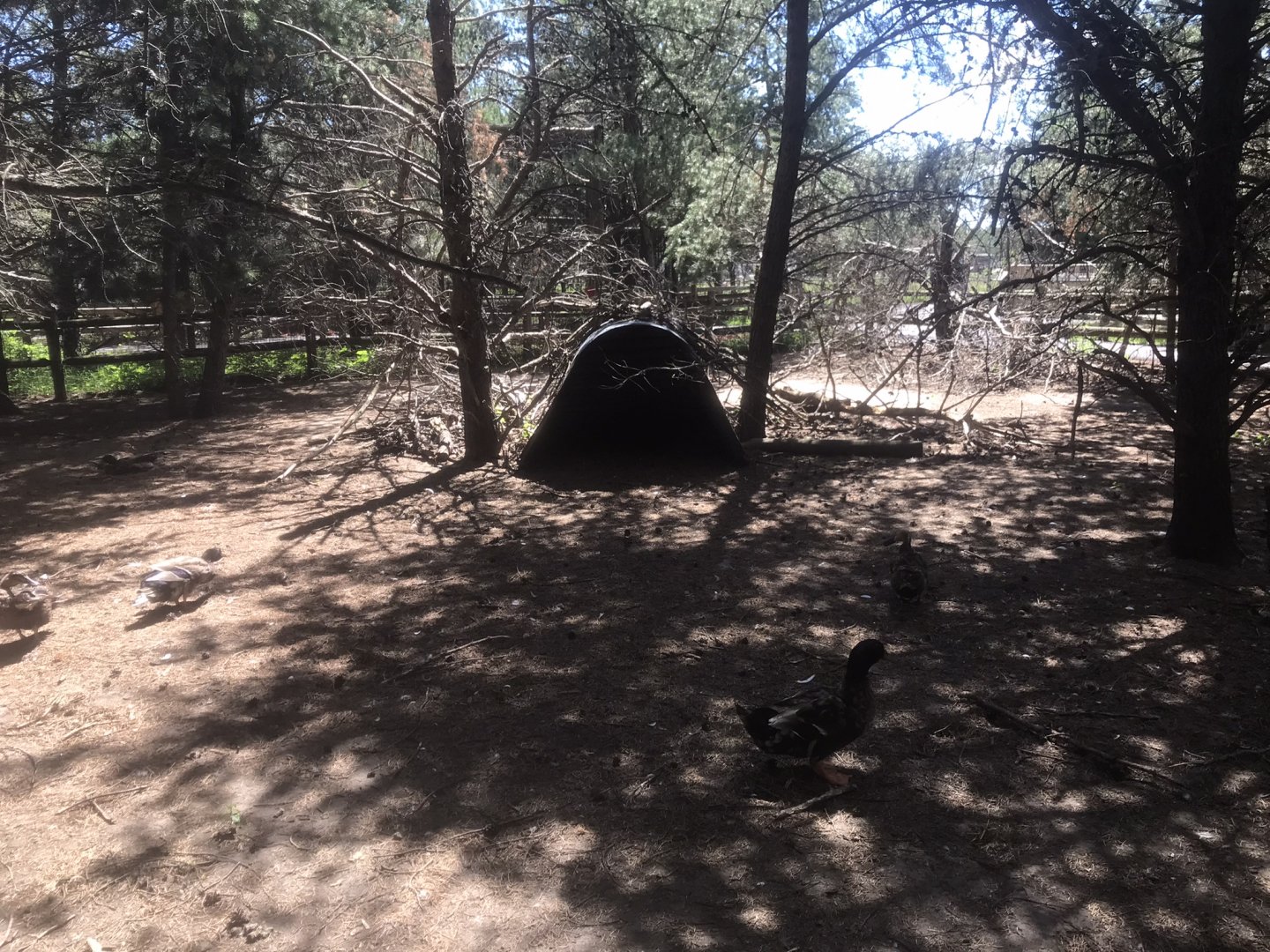 “North America” - Capybara/Whooper Swan/Domestic Mallard Exhibit