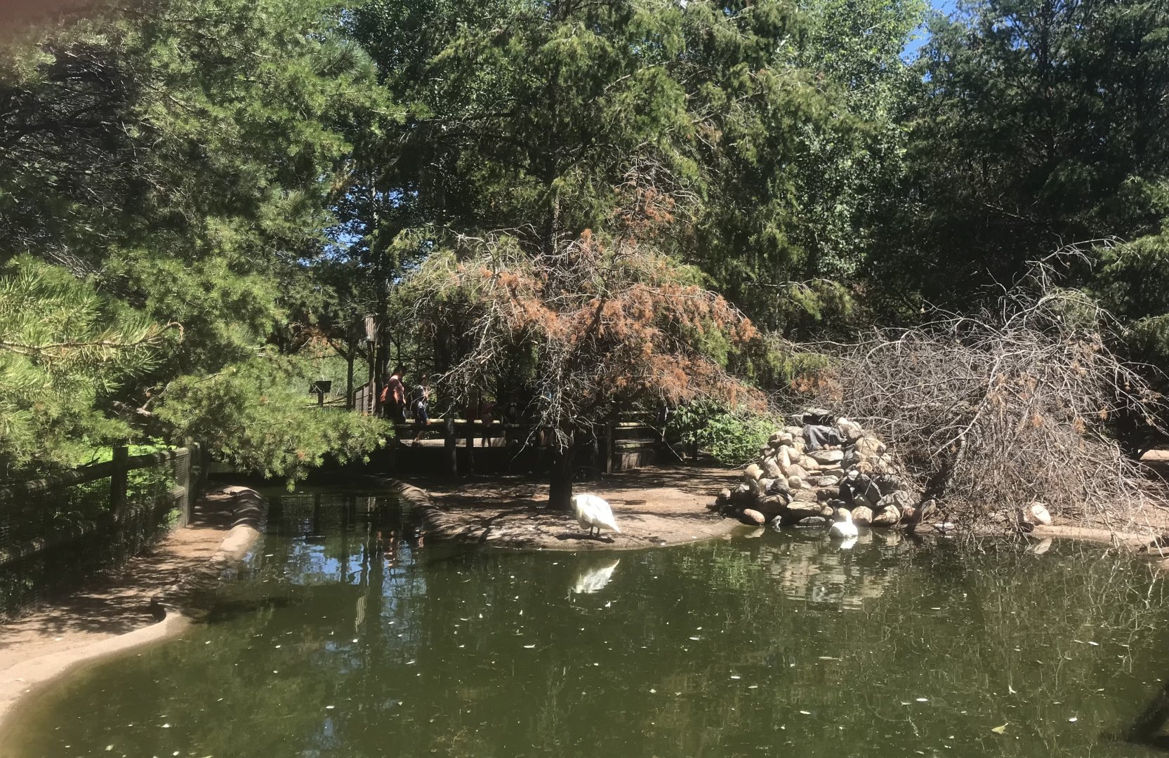 “North America” - Capybara/Whooper Swan/Domestic Mallard Exhibit