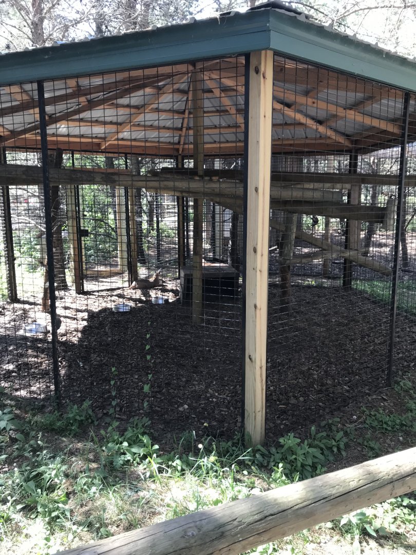 “North America”- caracal exhibit